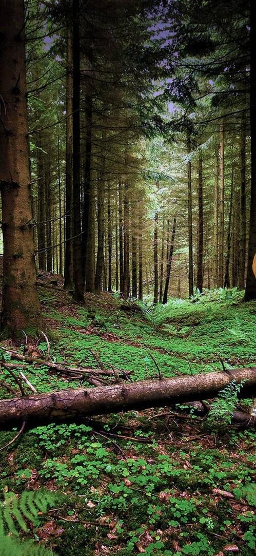 Обои медведь волк мальчик на рабочий стол