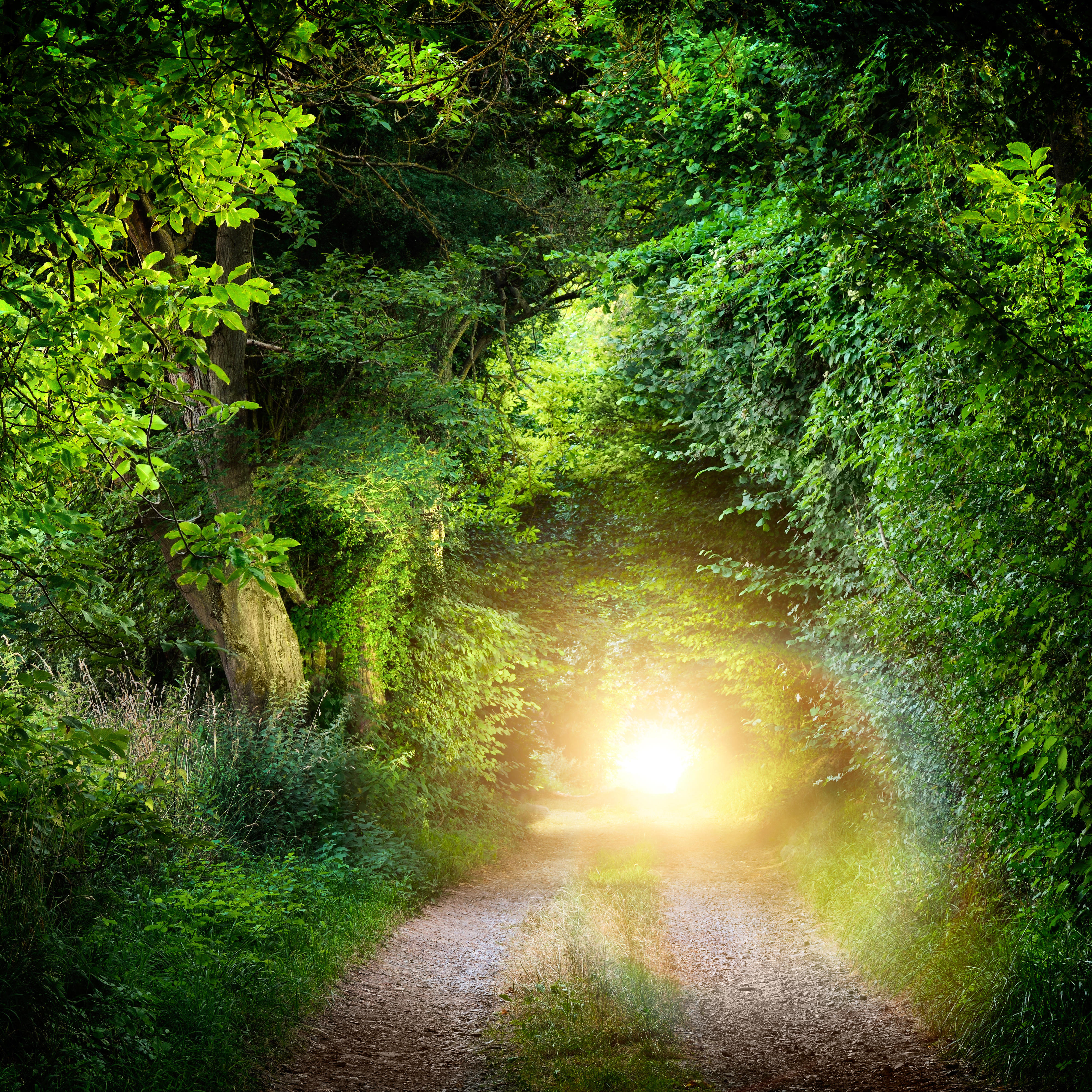 Wallpapers sun sun rays forest on the desktop