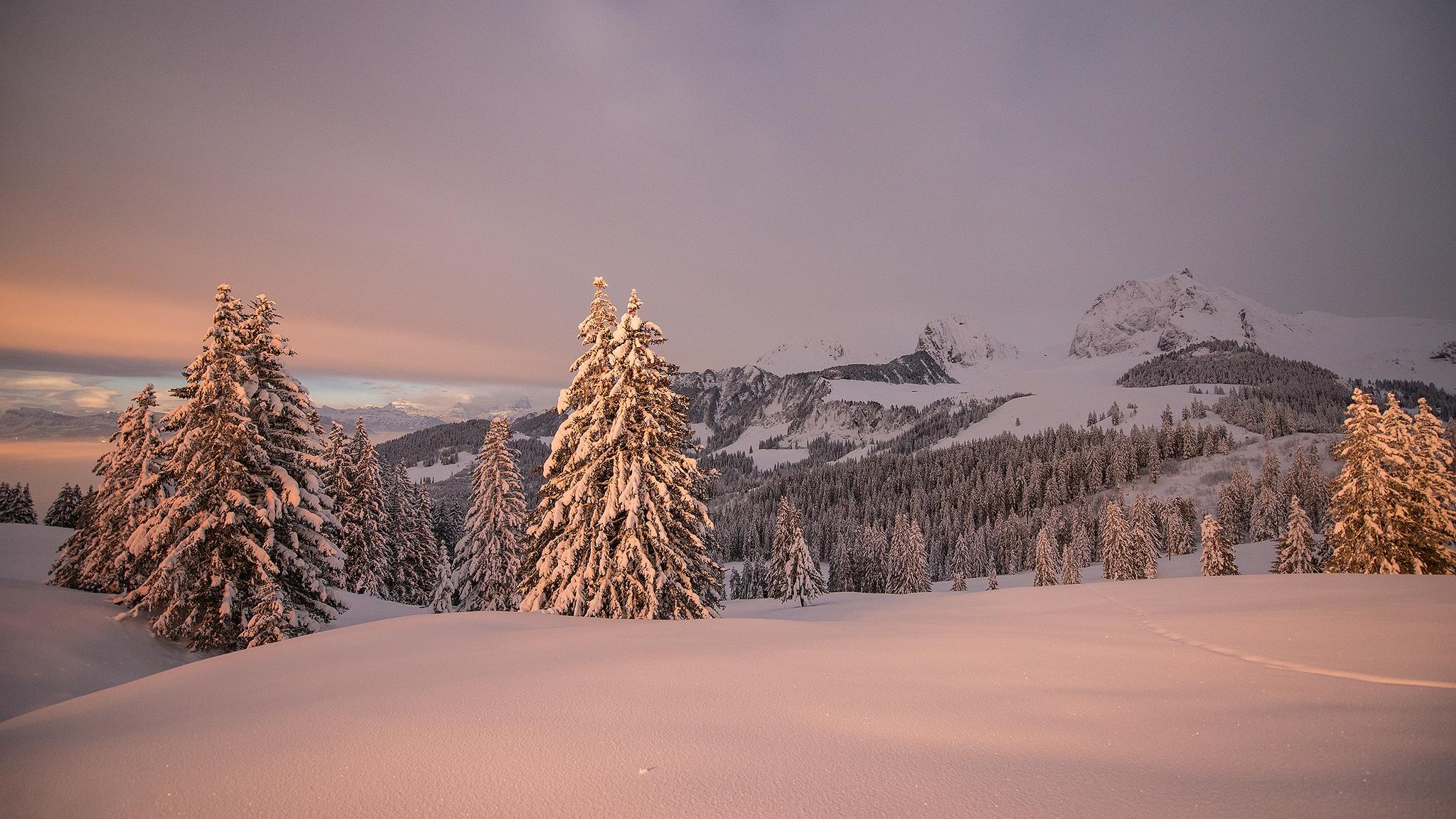 Wallpapers trees landscape Switzerland on the desktop