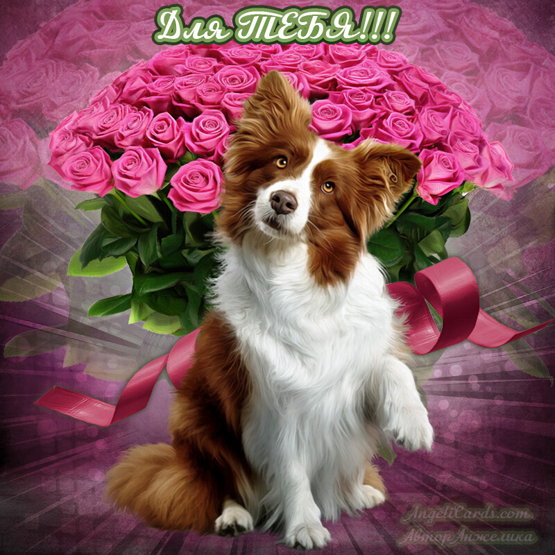 Бесплатная открытка Пес с букетом роз