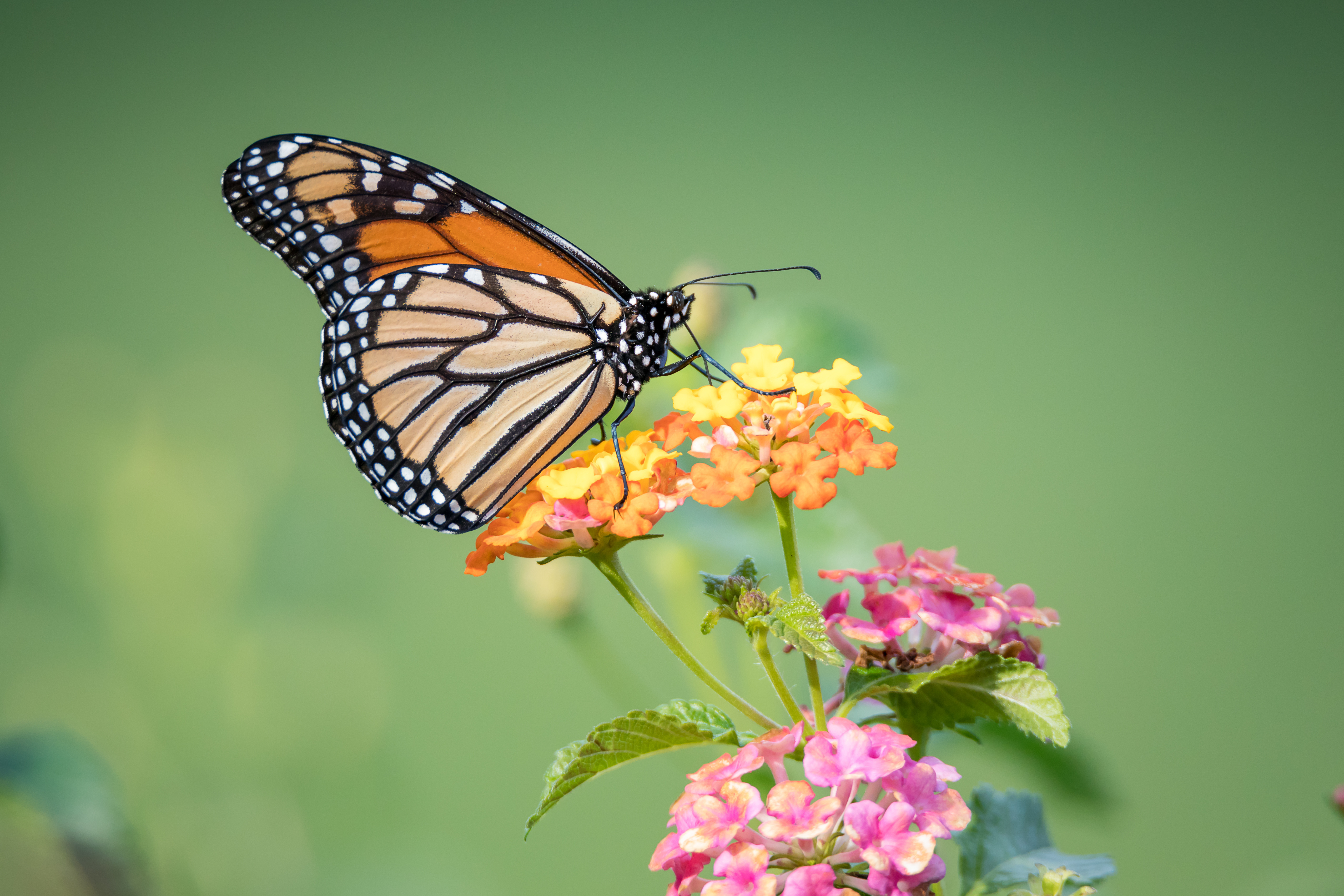 Free photo Phone flower, butterfly high quality wallpaper