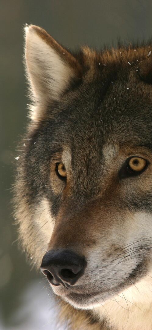 Обои собачий дикая природа зоопарк на рабочий стол