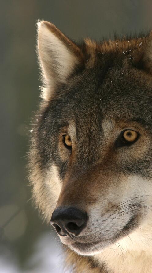 Обои собачий дикая природа зоопарк на рабочий стол