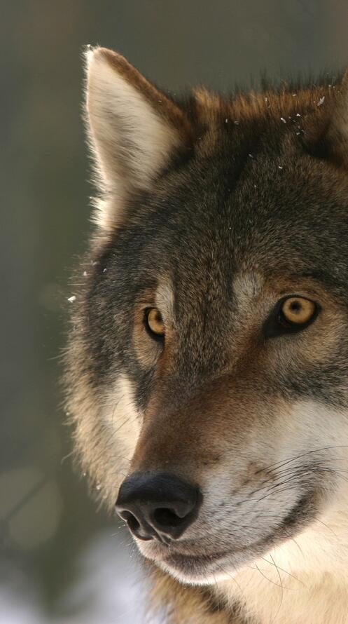 Обои собачий дикая природа зоопарк на рабочий стол