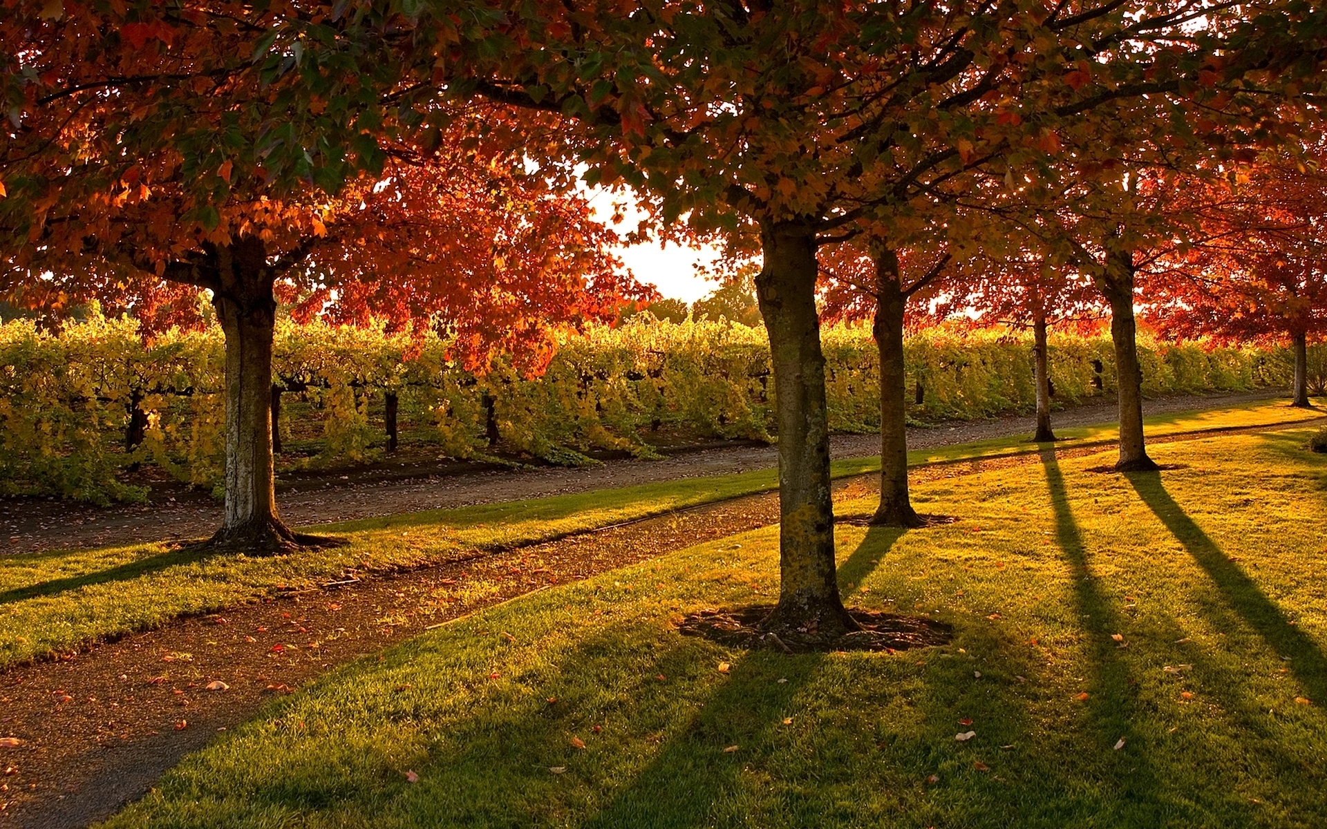 Free photo Autumn park in sunny weather