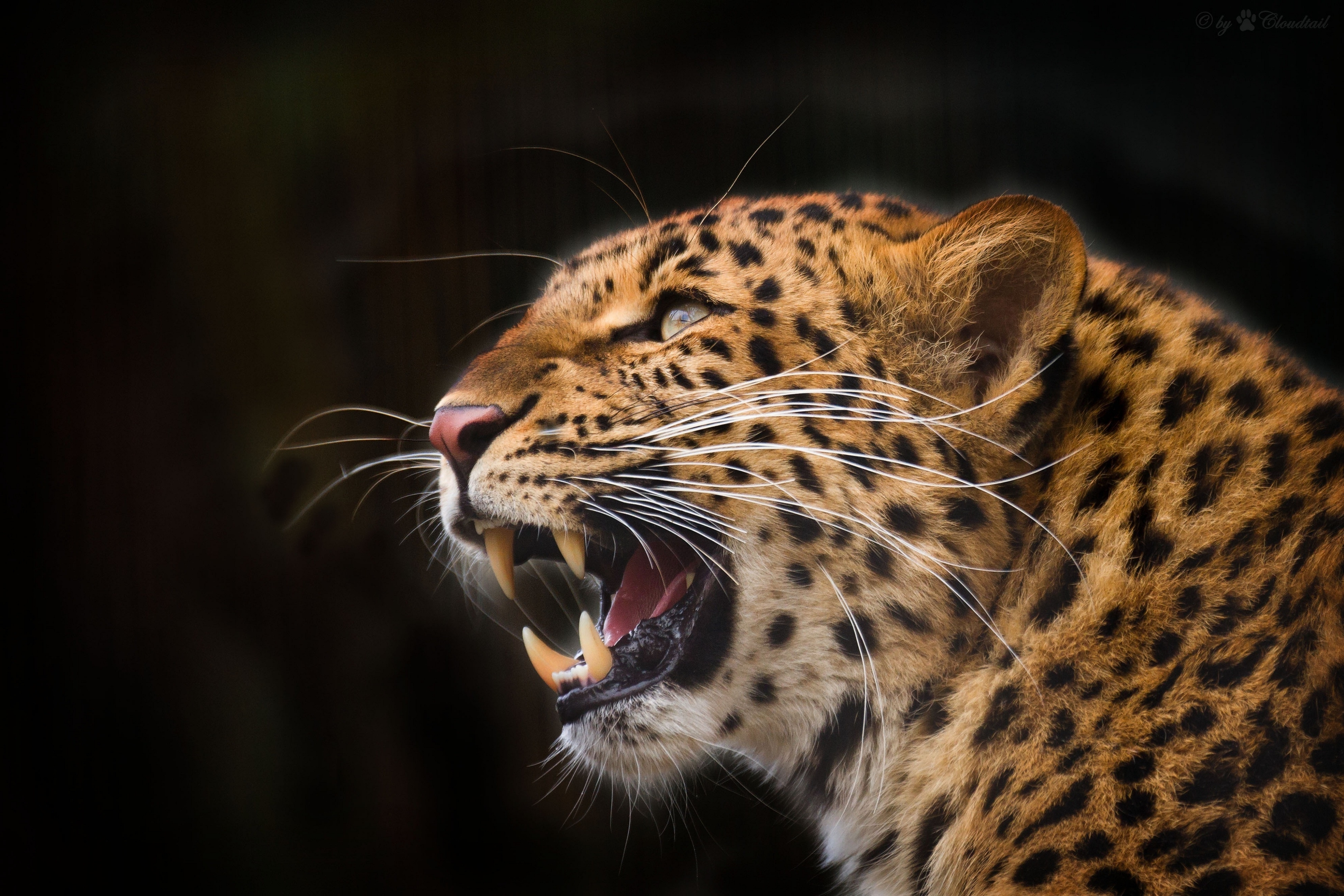 Wallpapers leopard predator Jaws on the desktop