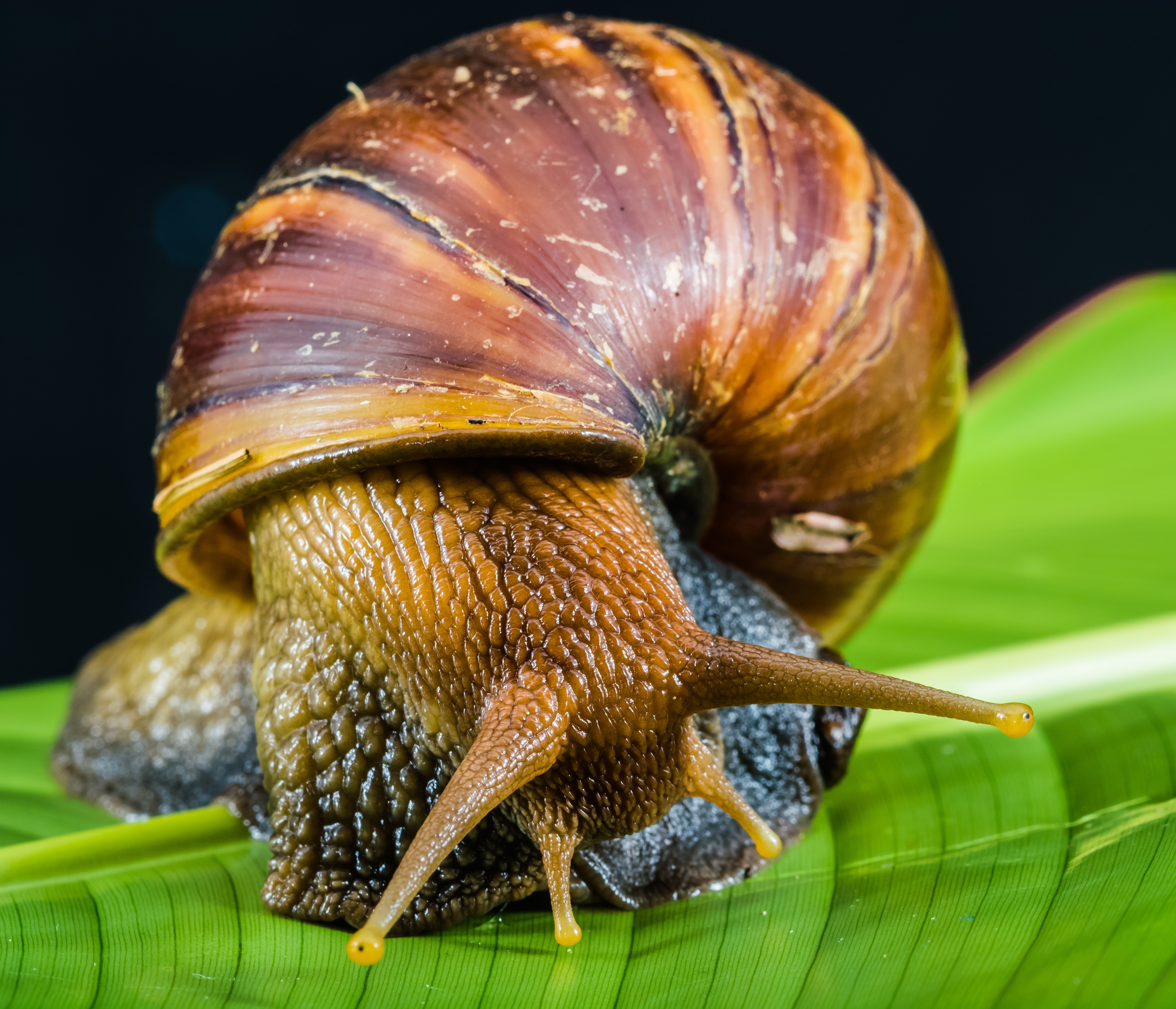 Wallpapers photos insect fauna on the desktop