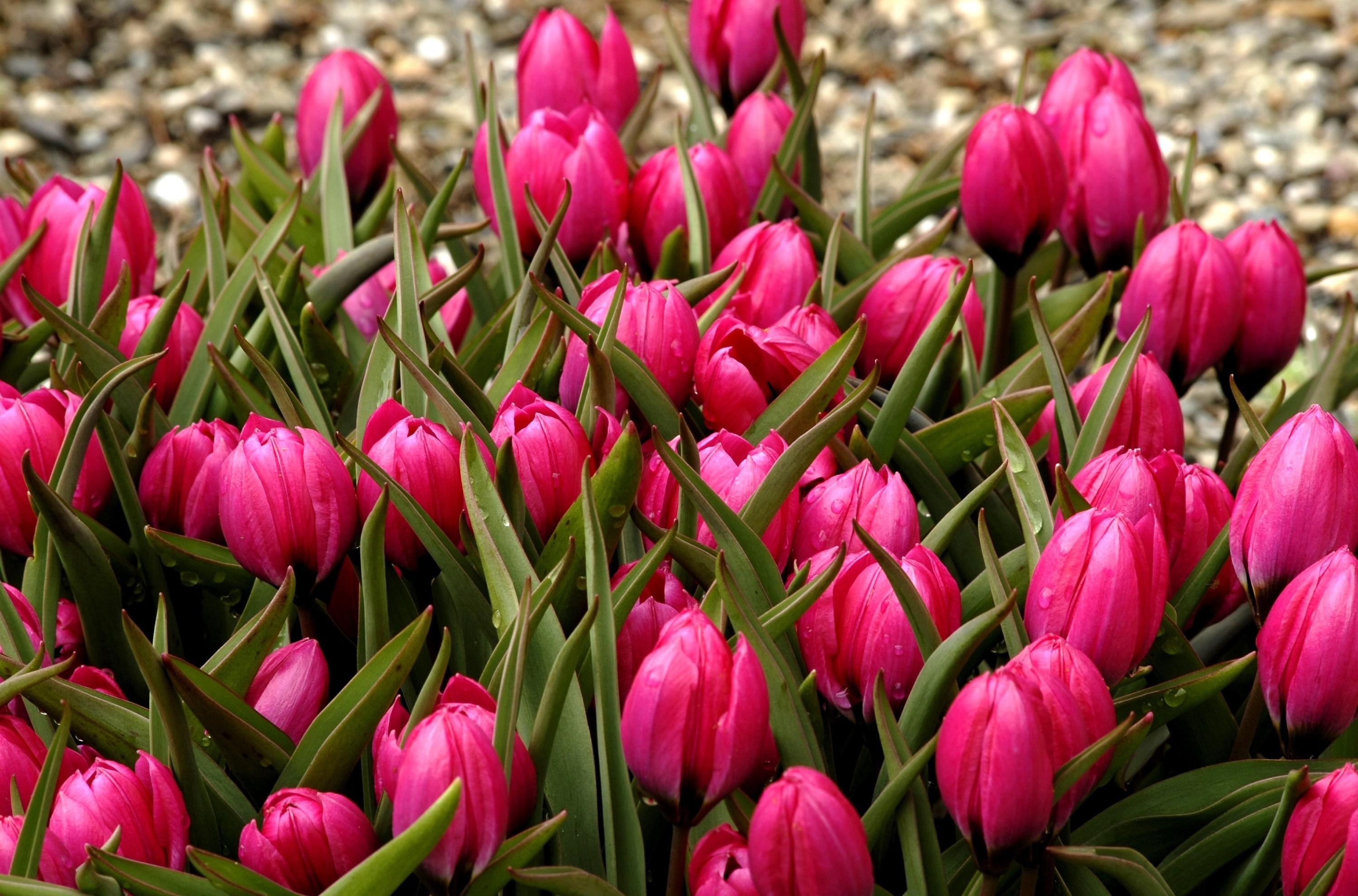 Free photo A large bush with pink tulips.