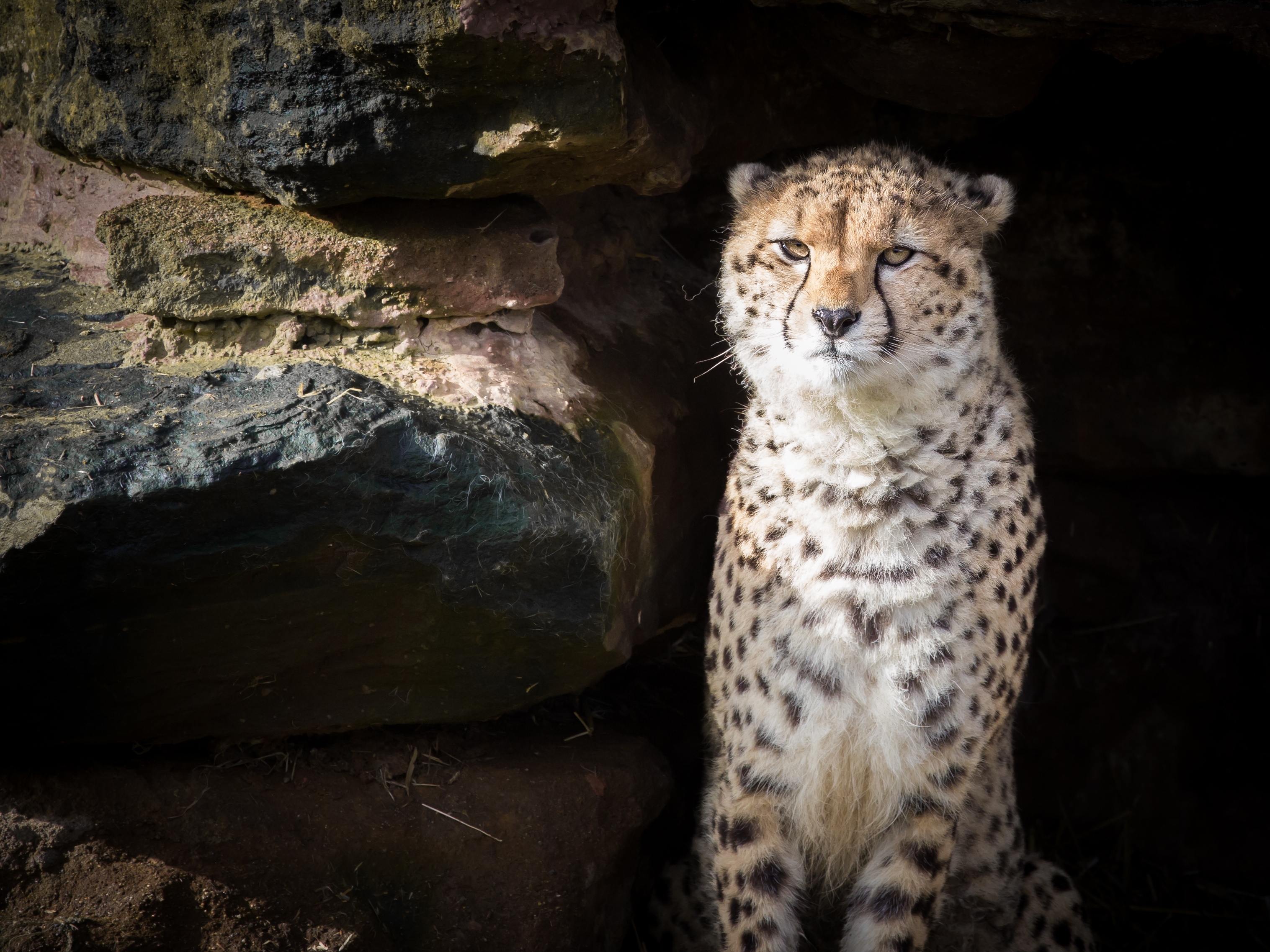免费照片躲在岩石阴影中的美丽猎豹