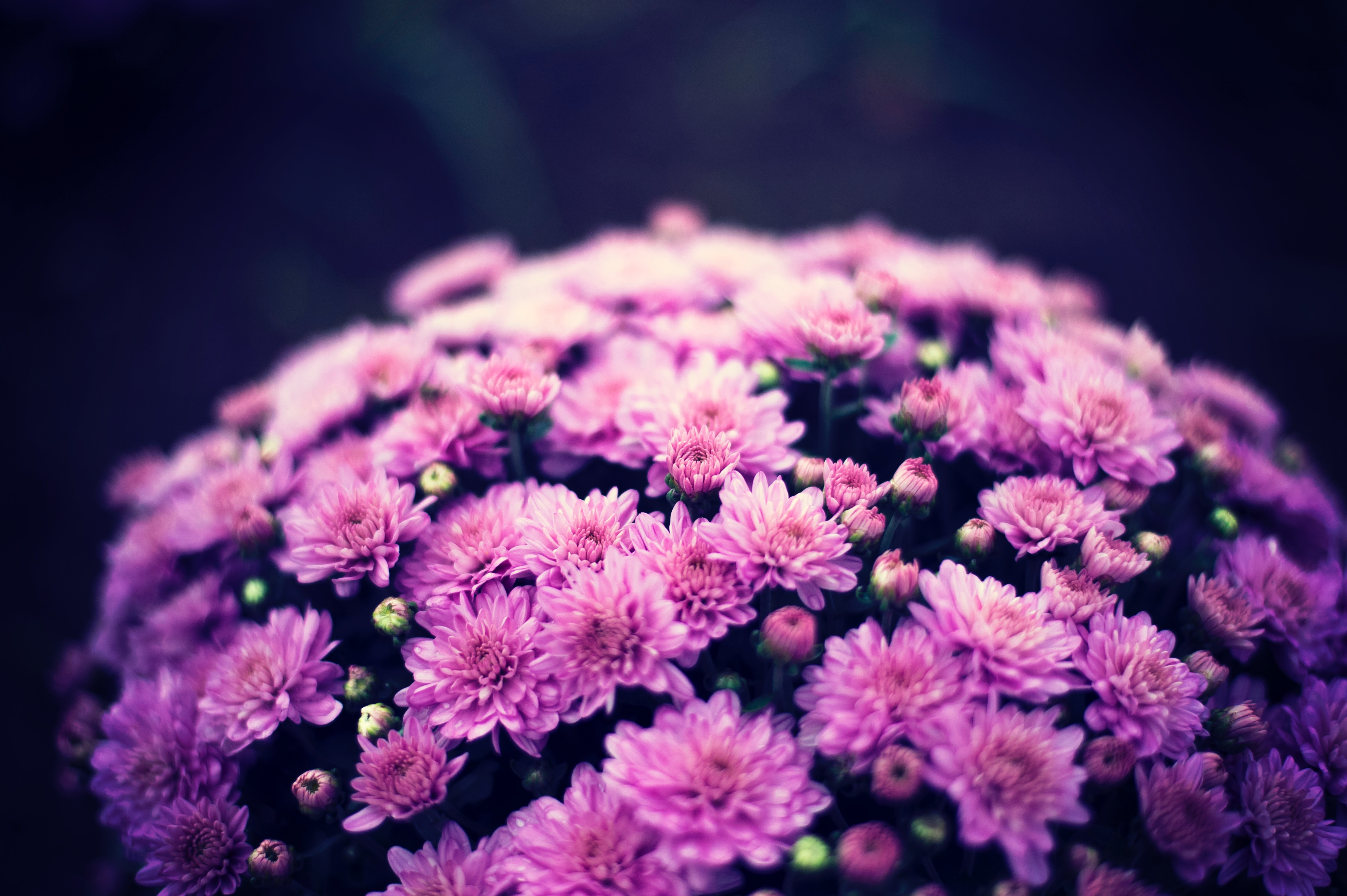 A bouquet of pink chrysanthemums