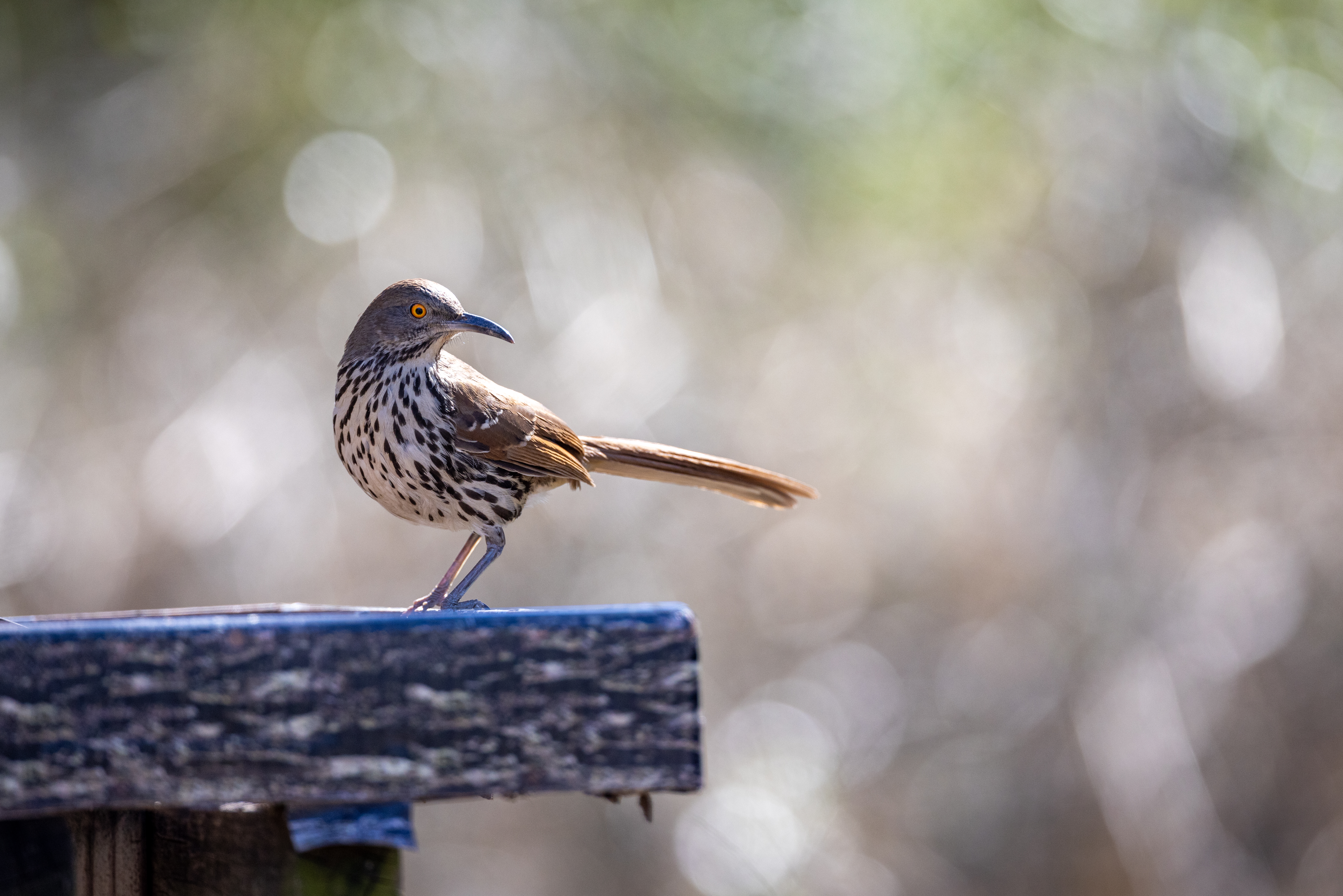 Wallpapers bird wildlife nature on the desktop