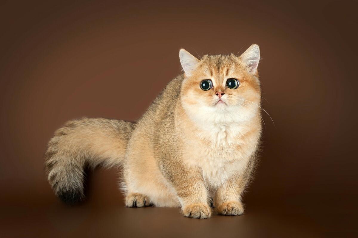 Pin on cats