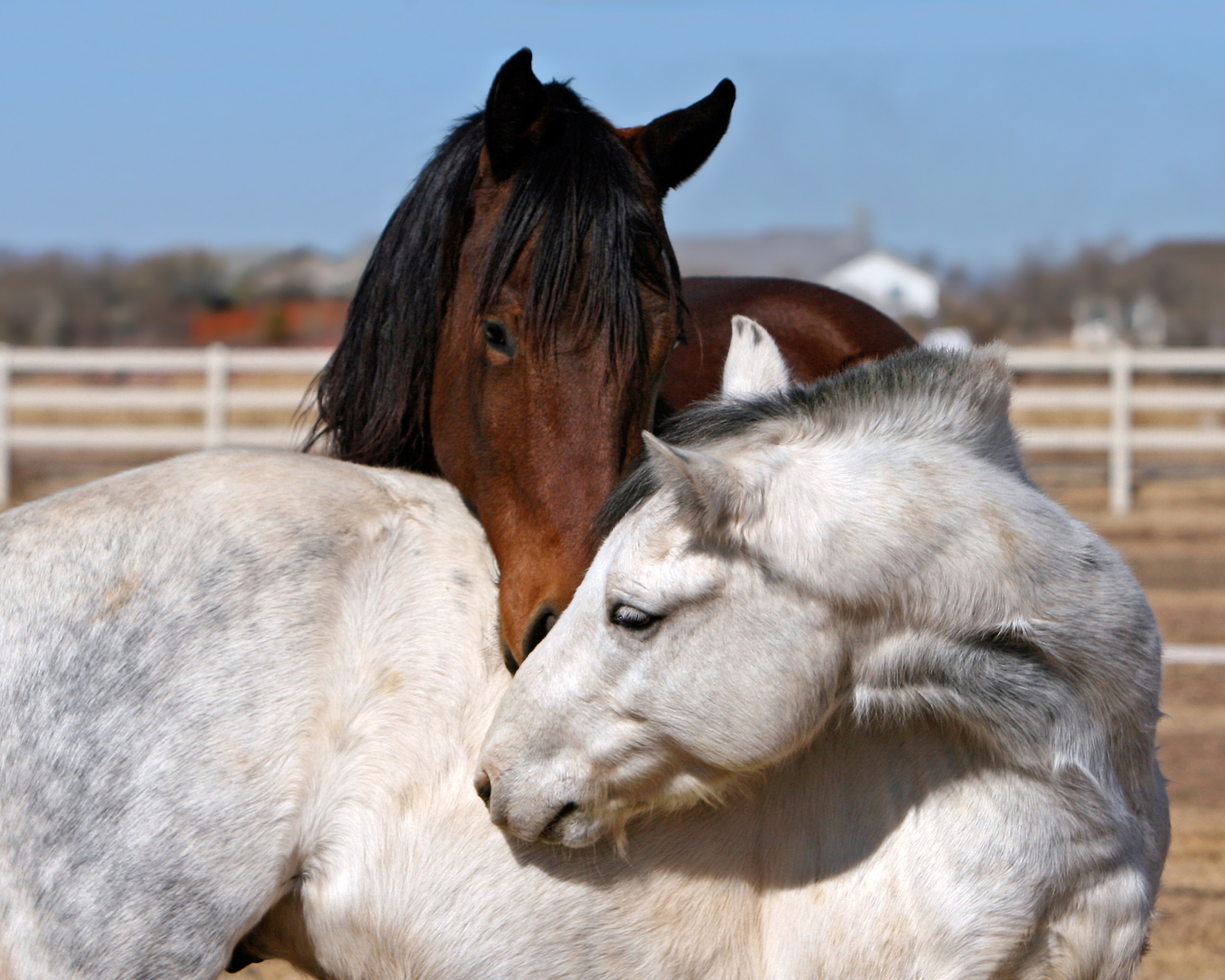 Free photo Brown and white horse in the pasture