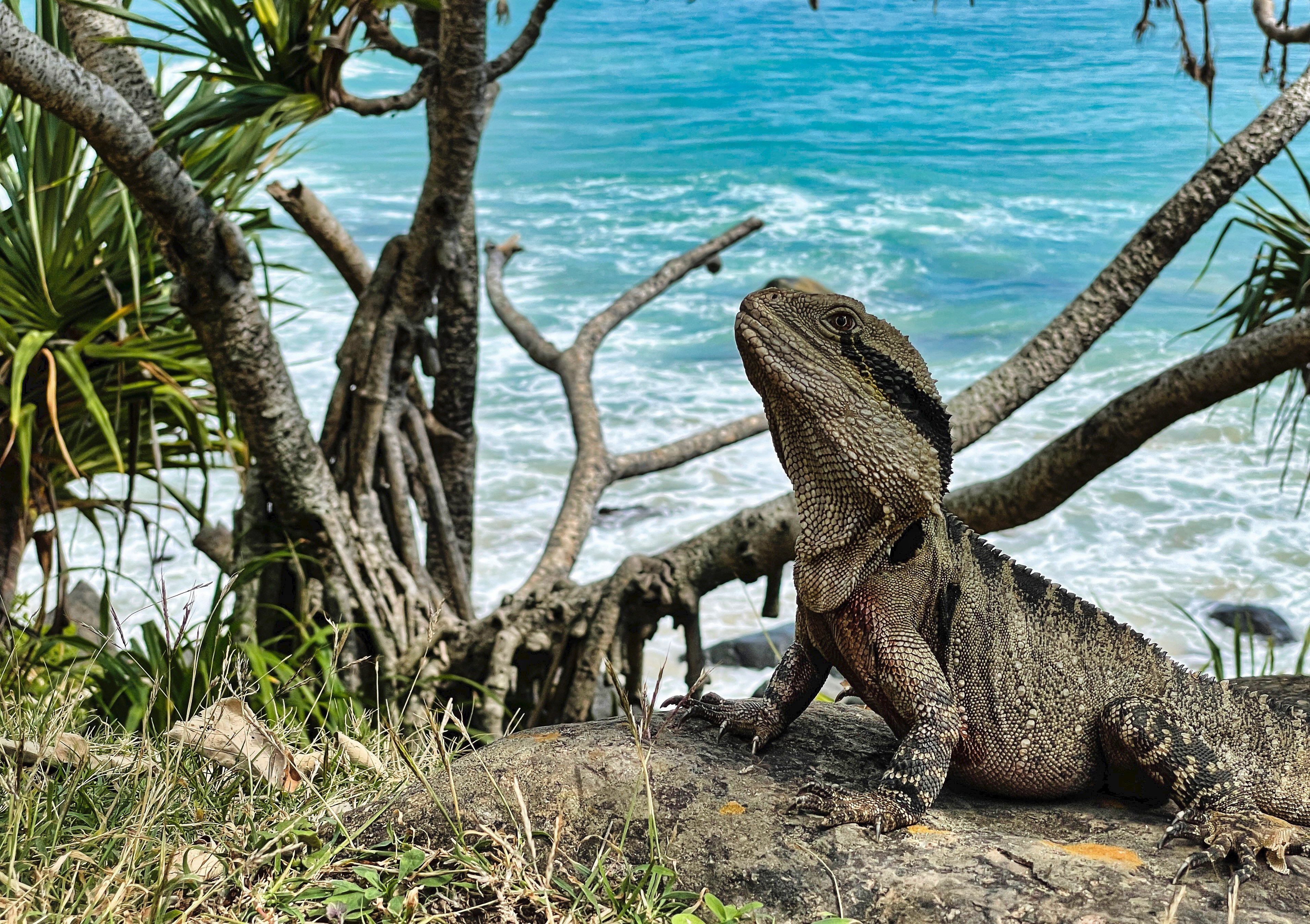 Free photo Australian Water Dragon