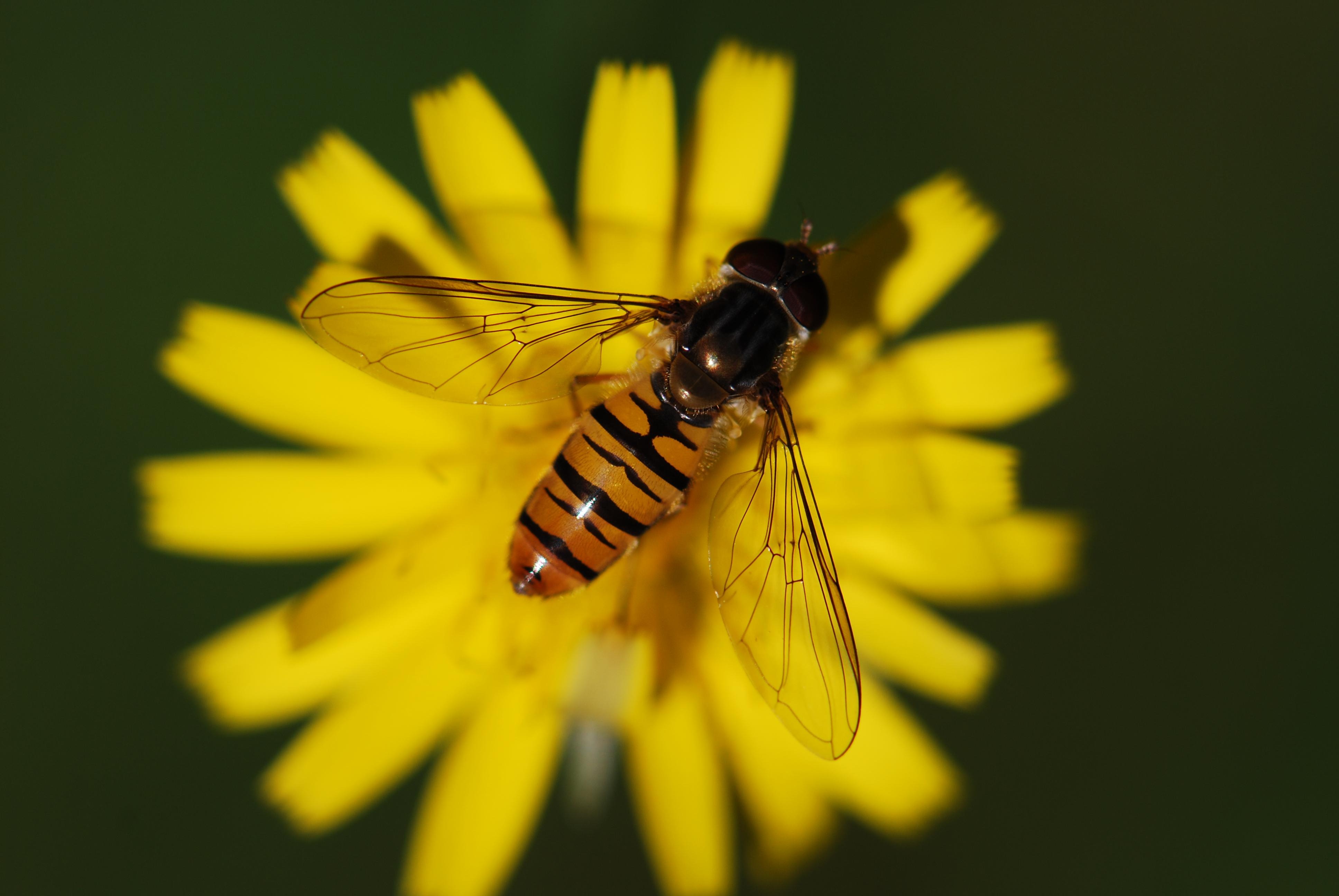 Free photo A wasp collecting nectar on a yellow flower