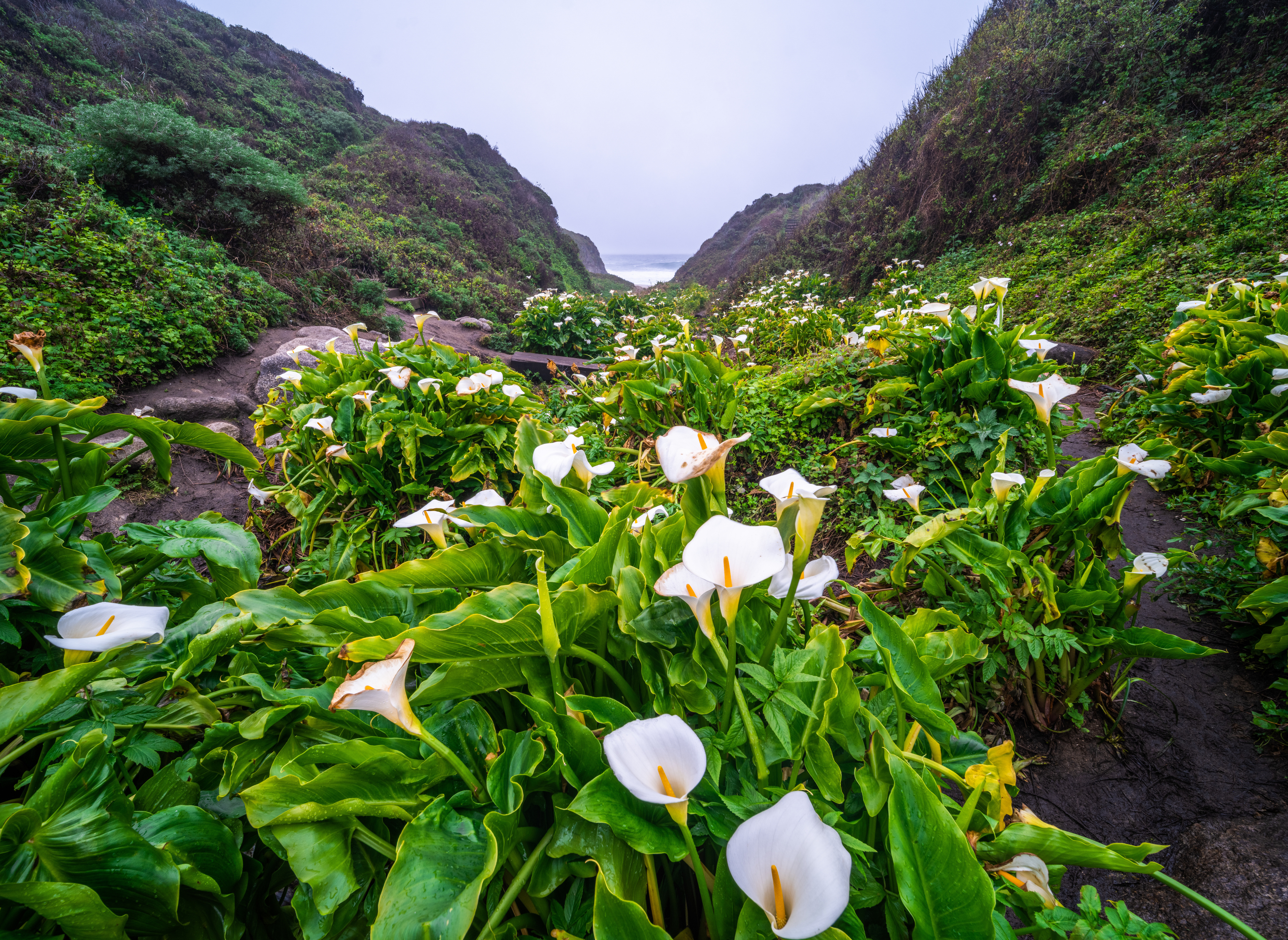 Wallpapers calla lilies flower USA on the desktop