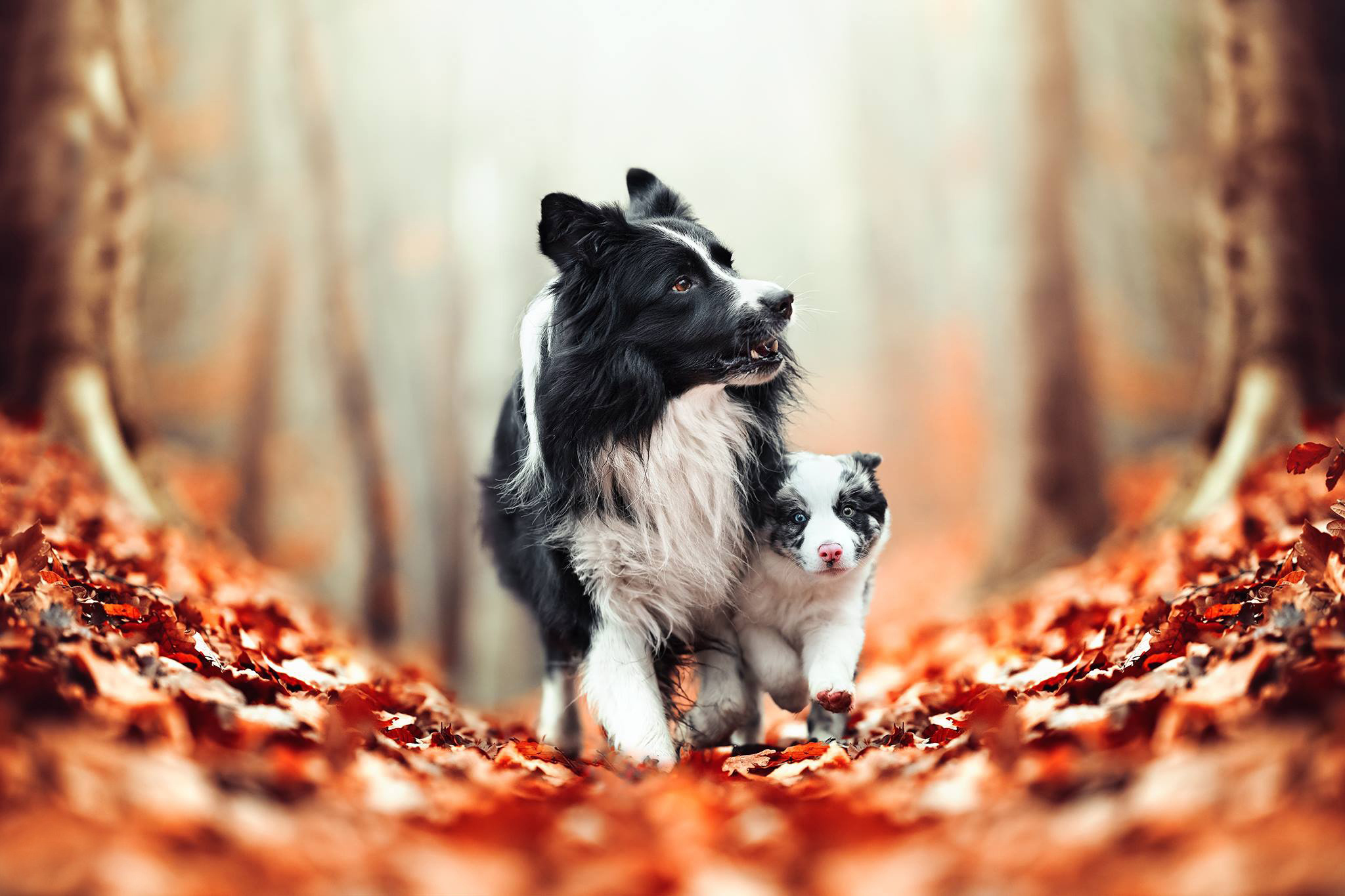 Free photo Mother and baby in autumn park