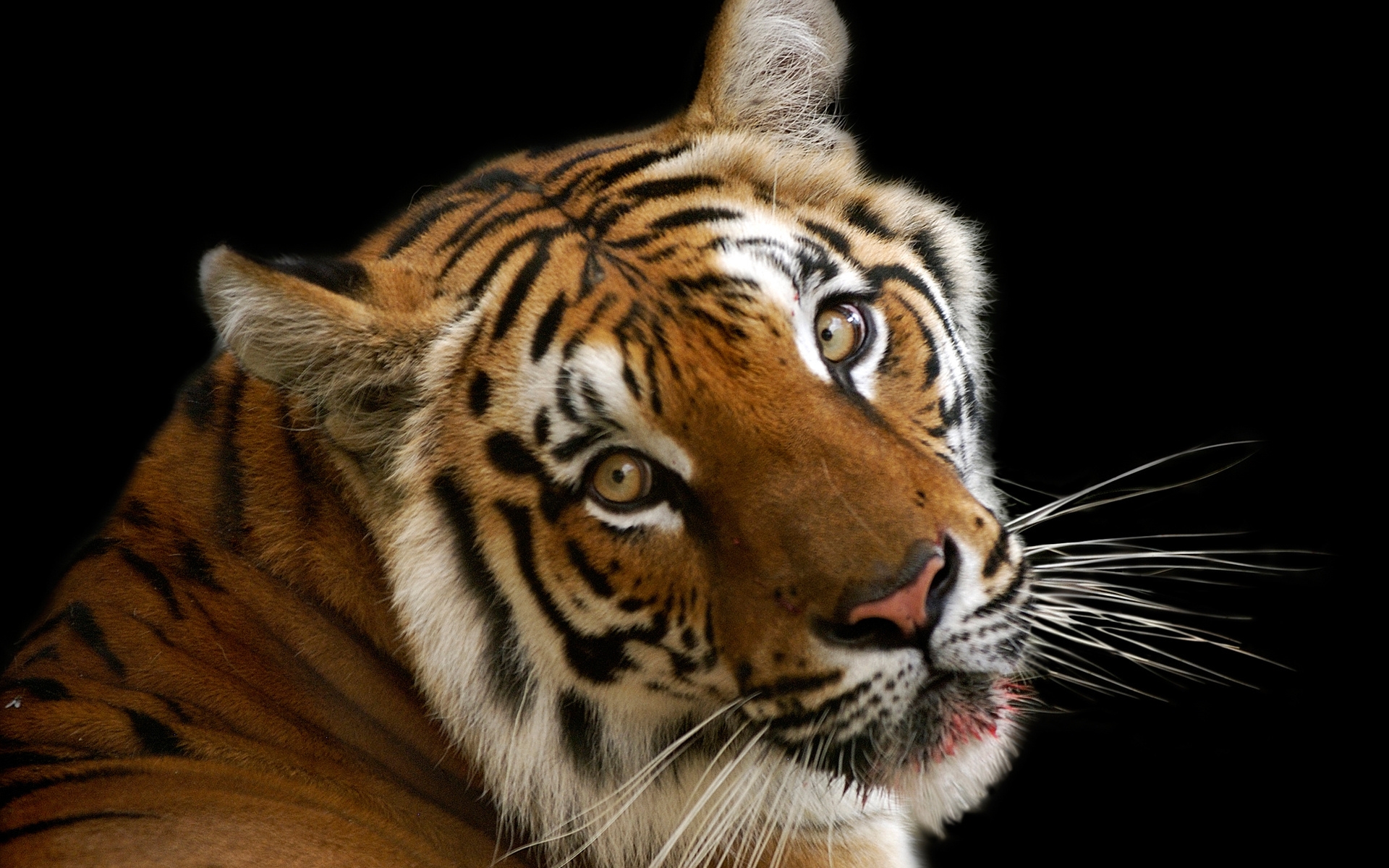 Wallpapers a tiger face a big cat on the desktop