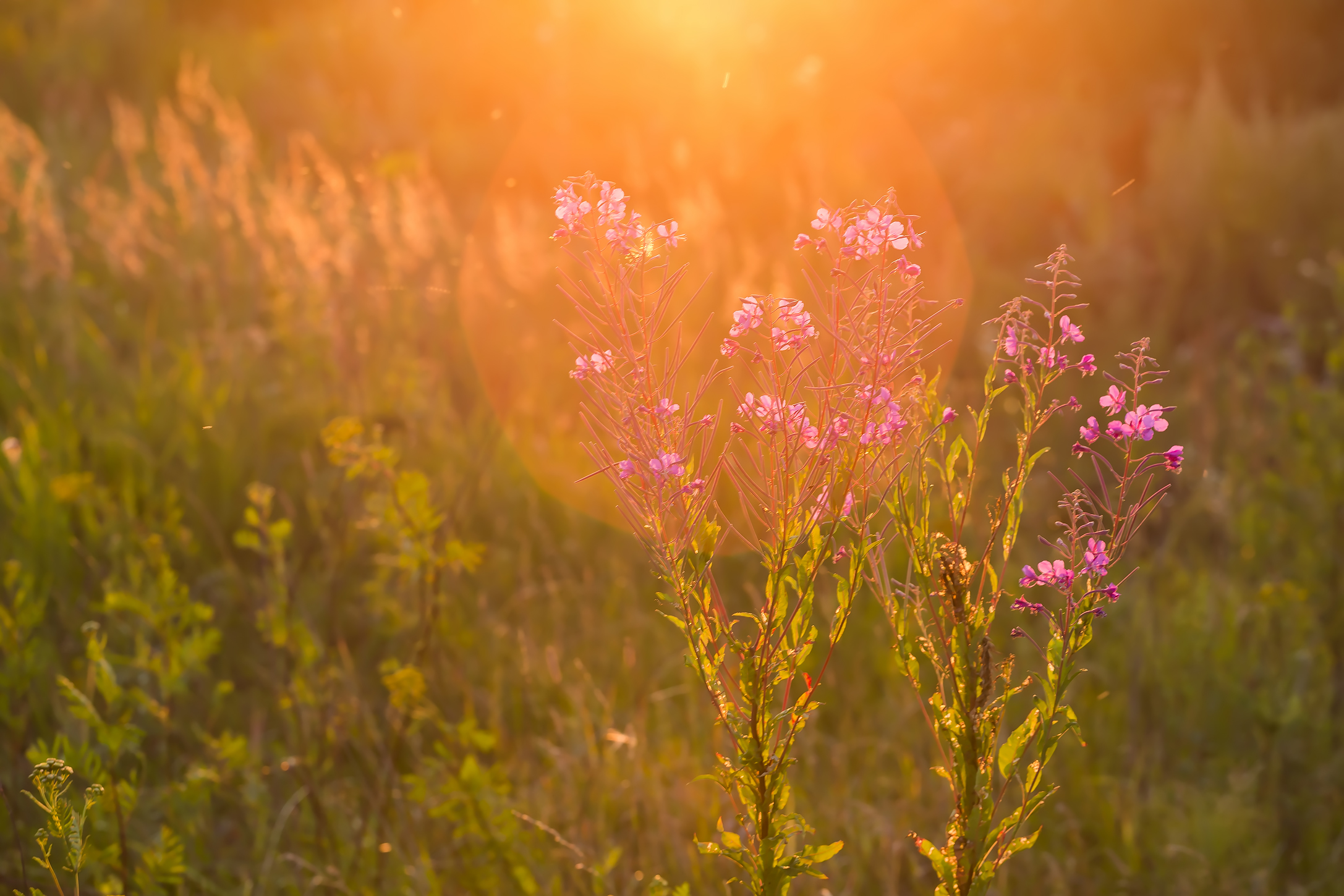 Free photo In the sunset