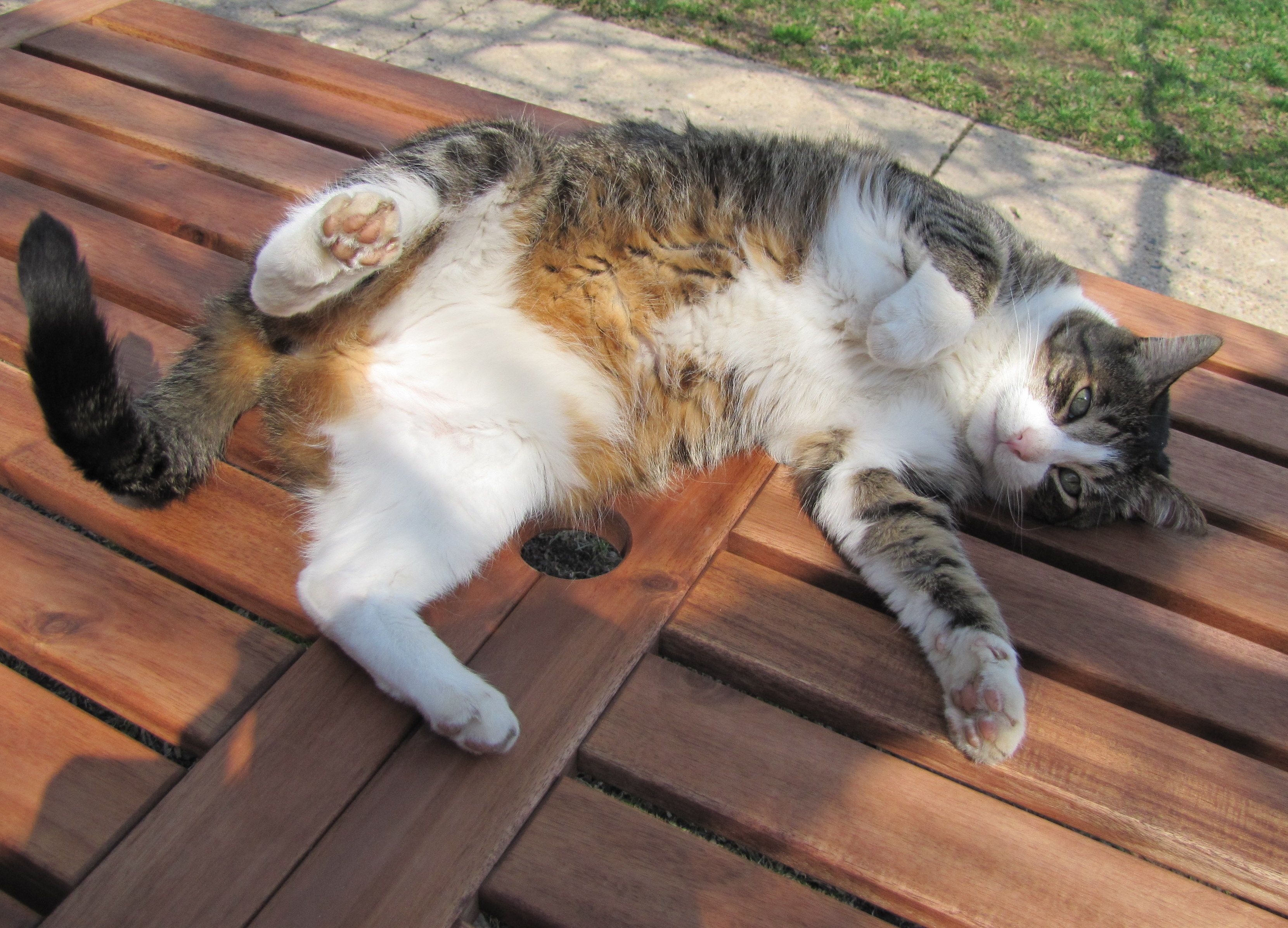 Free photo The cat`s lying on the bench