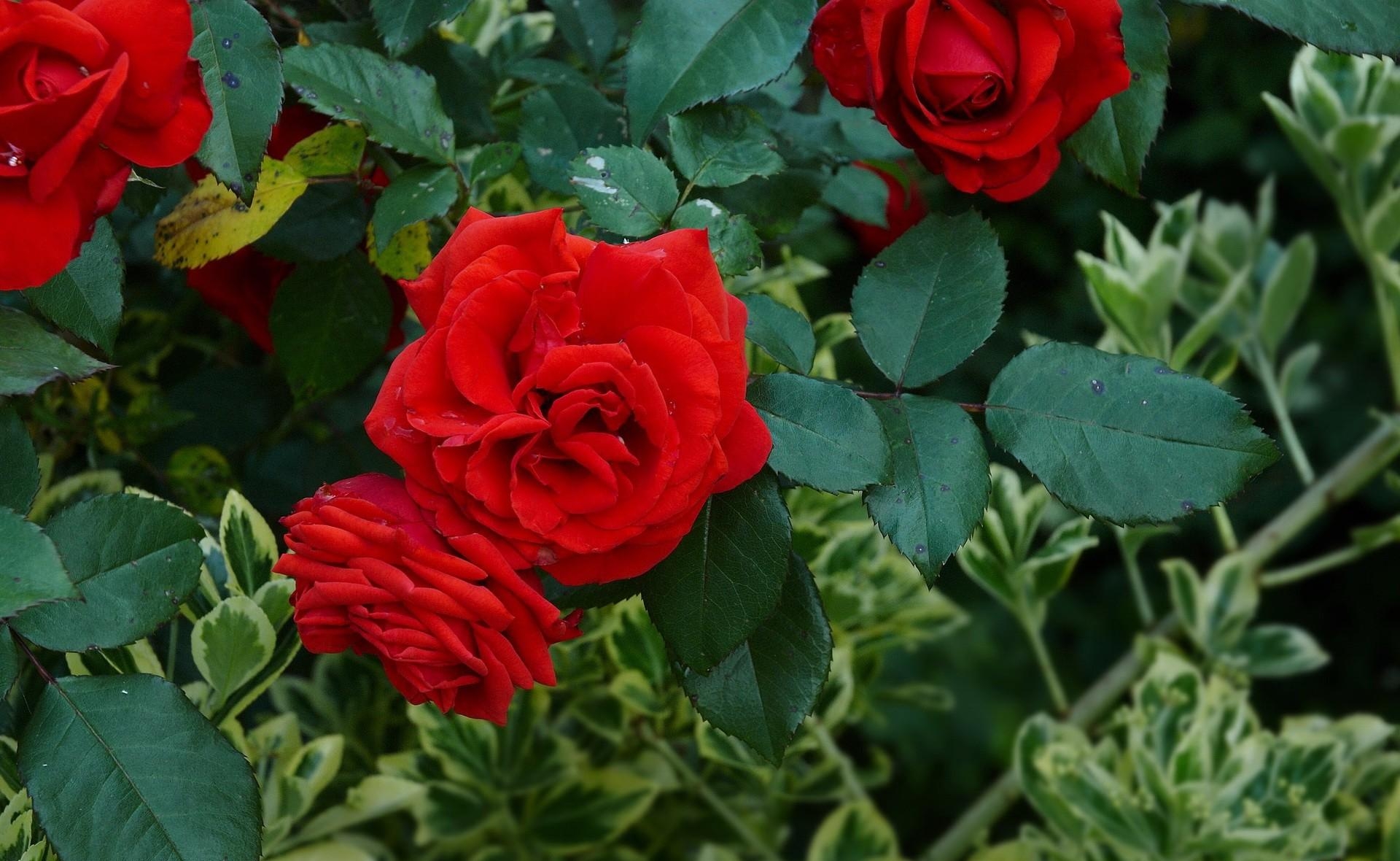 Free photo Red roses on a bush