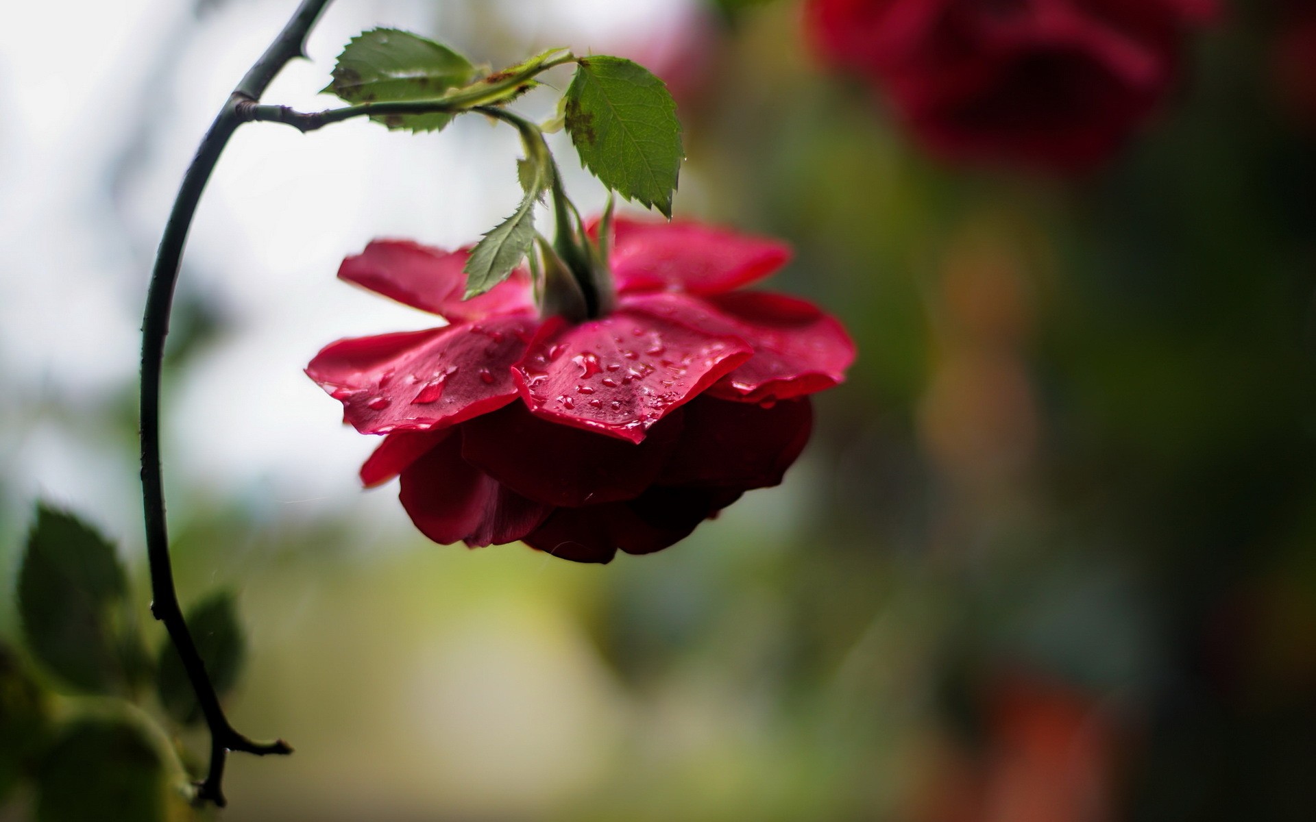 капли дождя на цветах