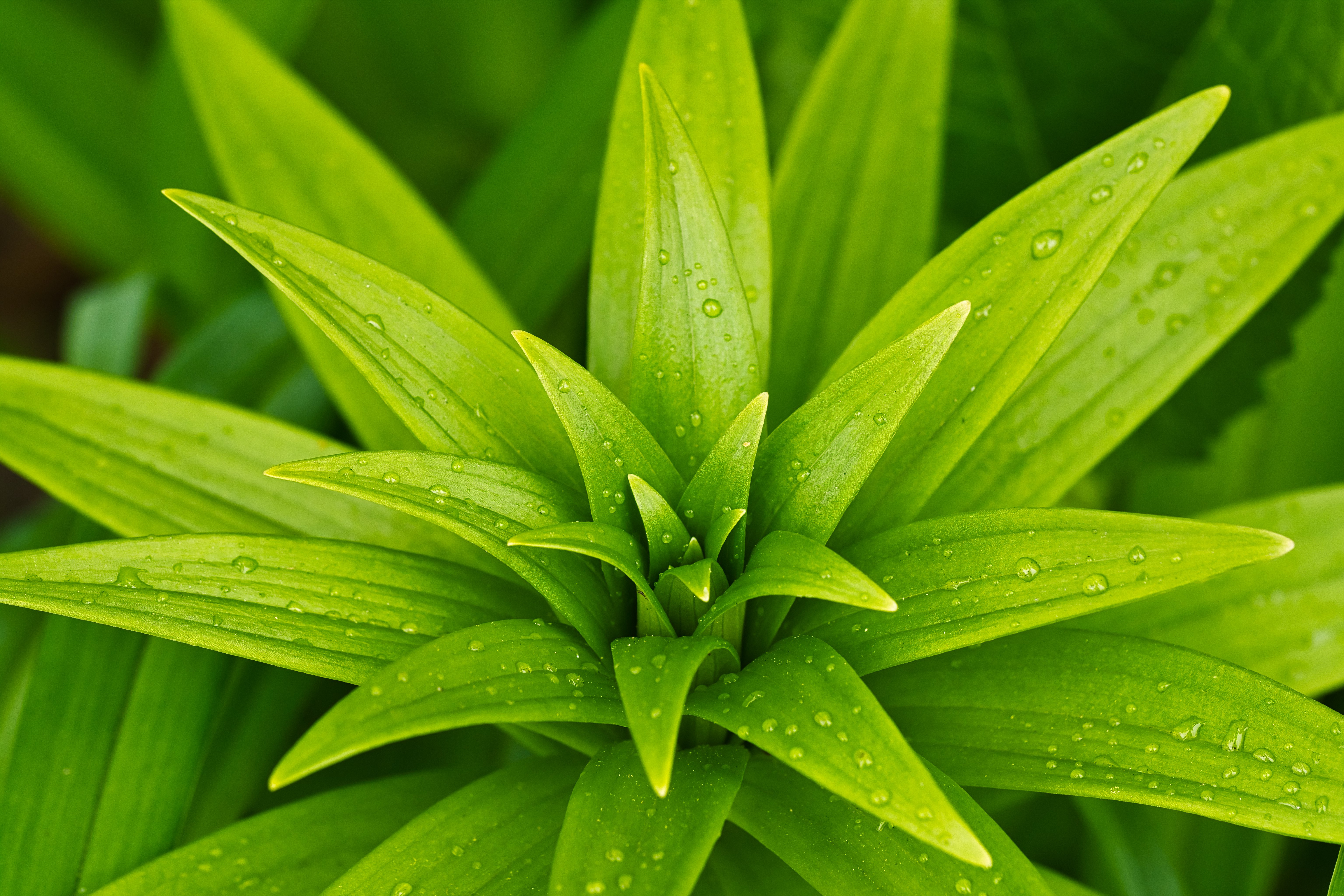 A green plant with raindrops on its leaves