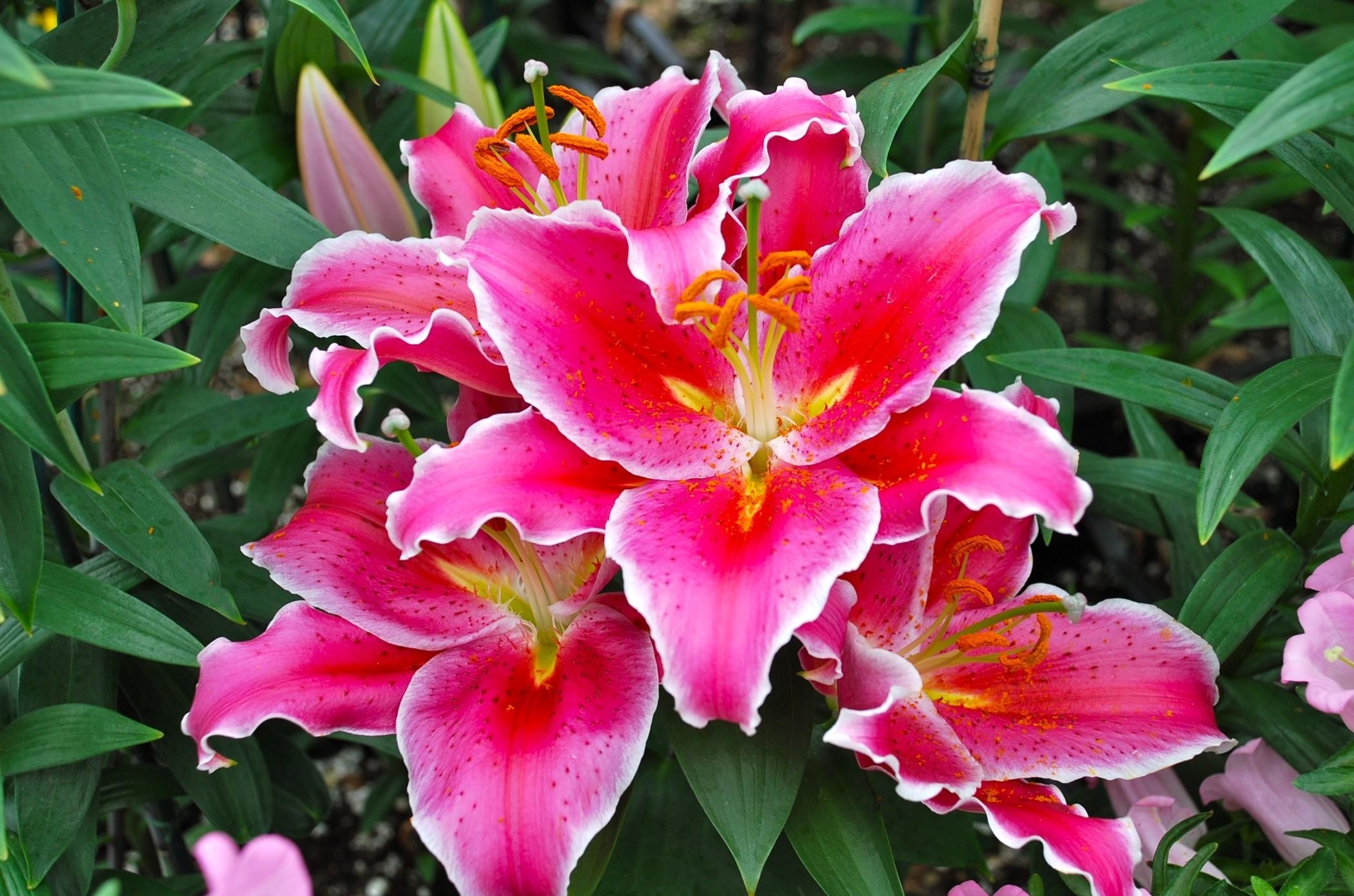 Free photo Beautiful blooming lilies