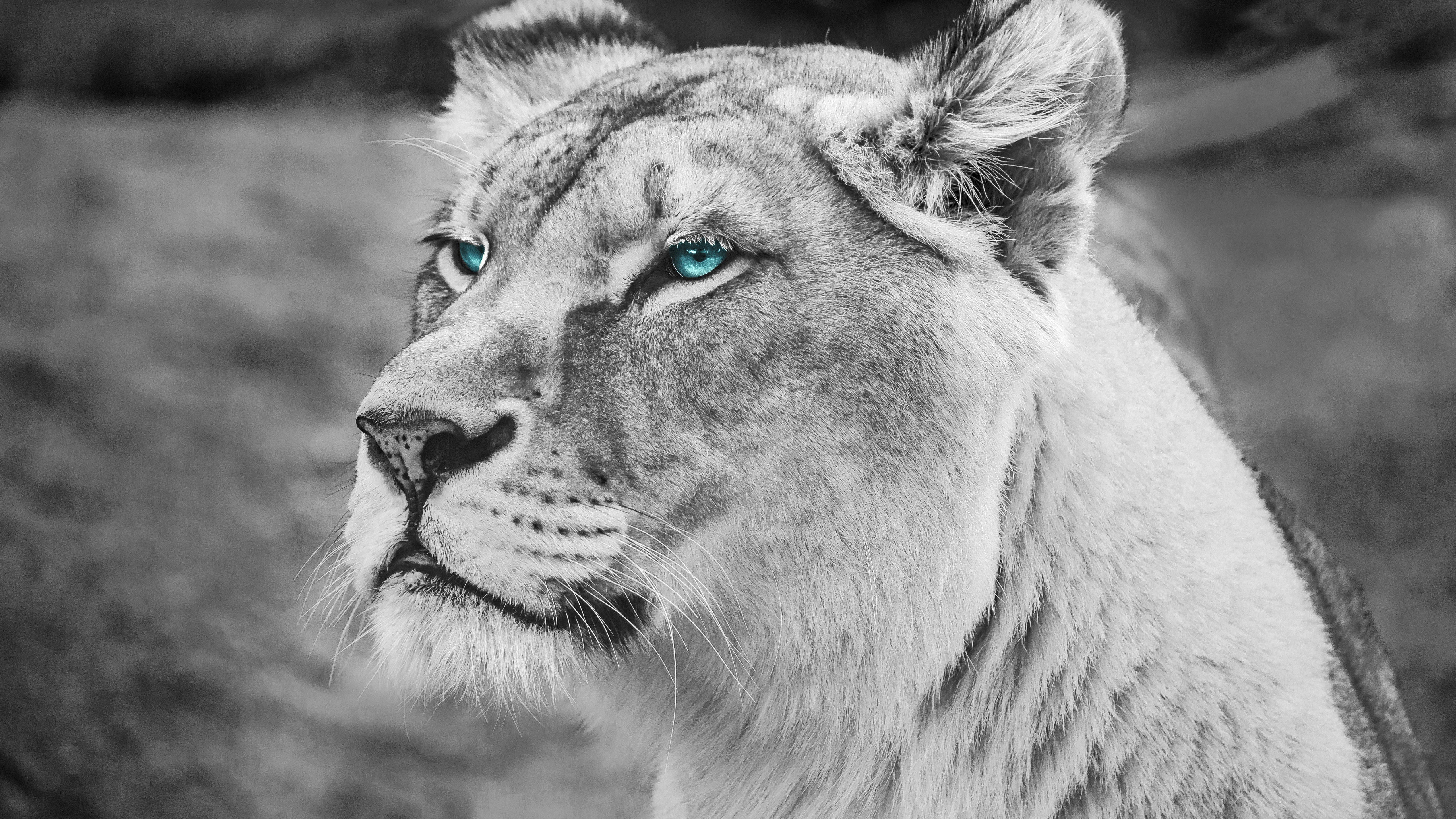 Wallpapers Leo blue eyes majestic on the desktop