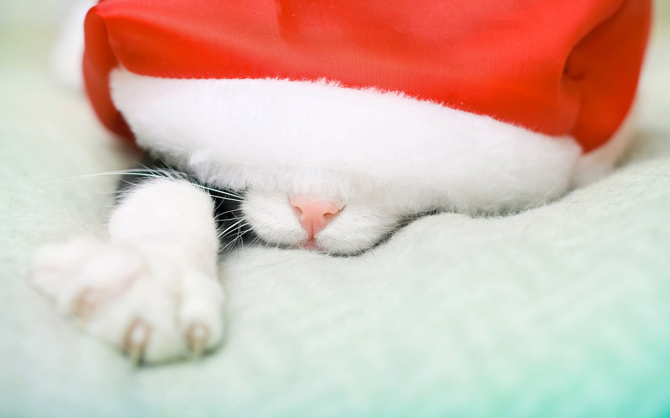 Free photo A kitten in a New Year`s hat.