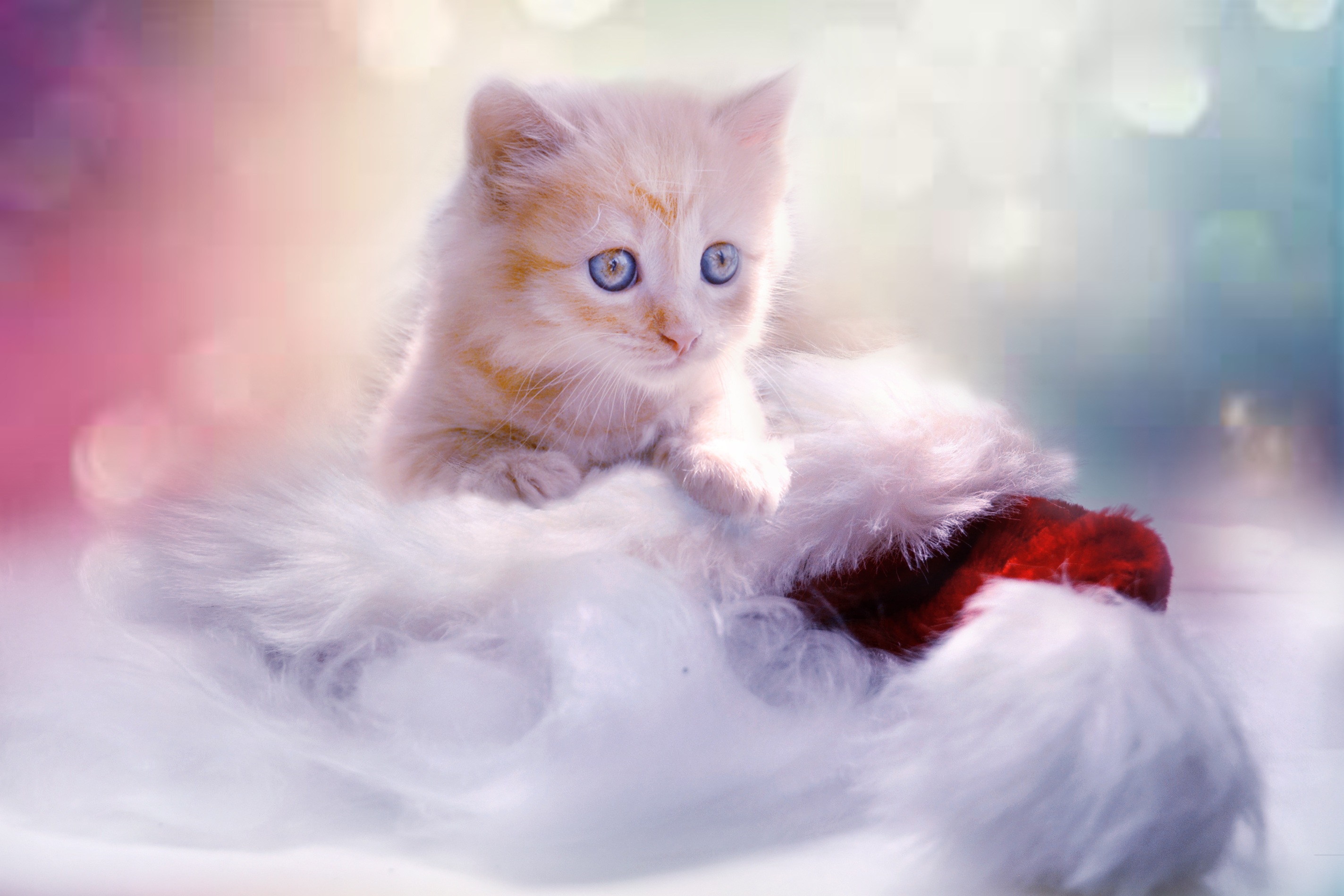 Wallpapers winter sweet animal on the desktop