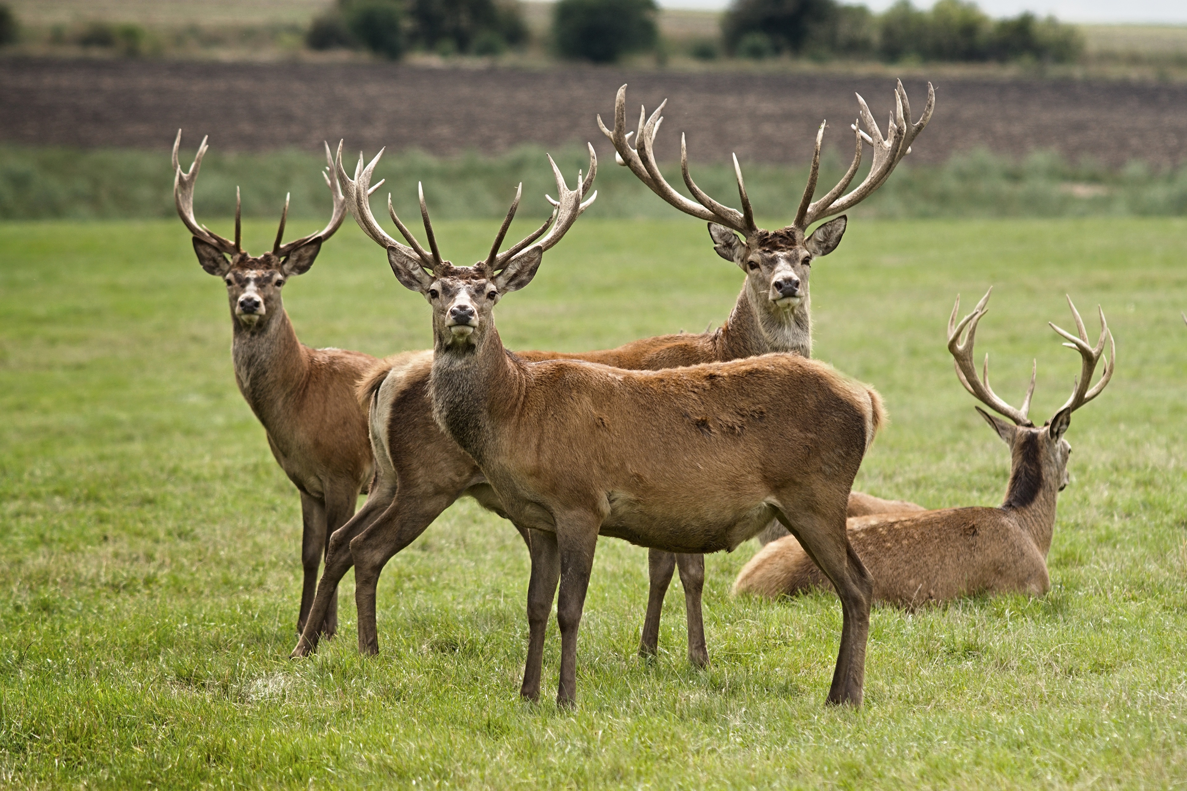 Wallpapers animals deer horns on the desktop