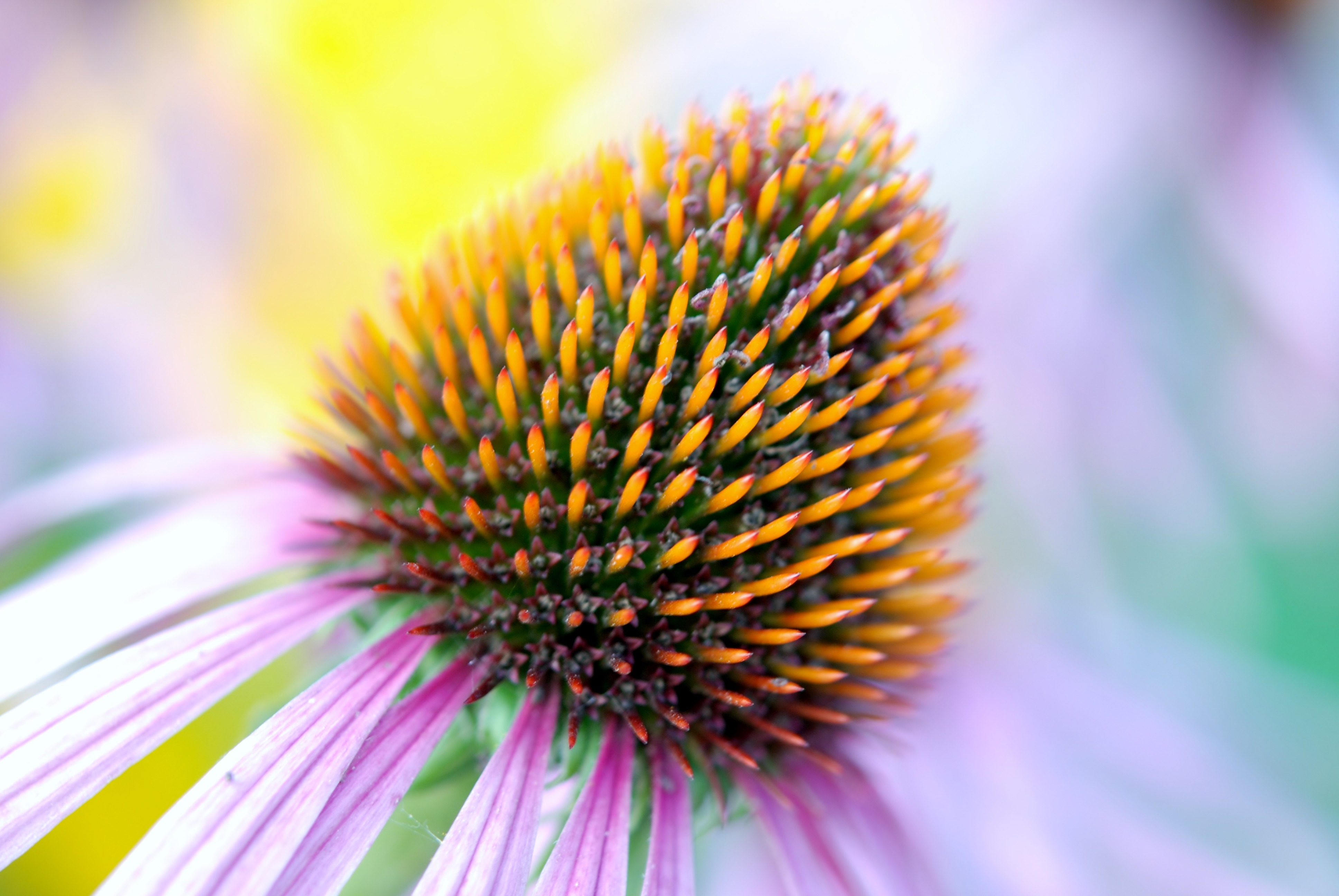 Free photo The middle of a daisy flower close-up