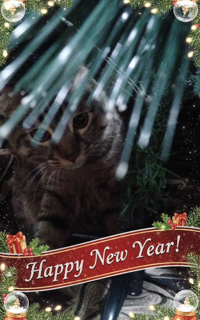 Бесплатная открытка С Новым годом от котенка по имени Лев!