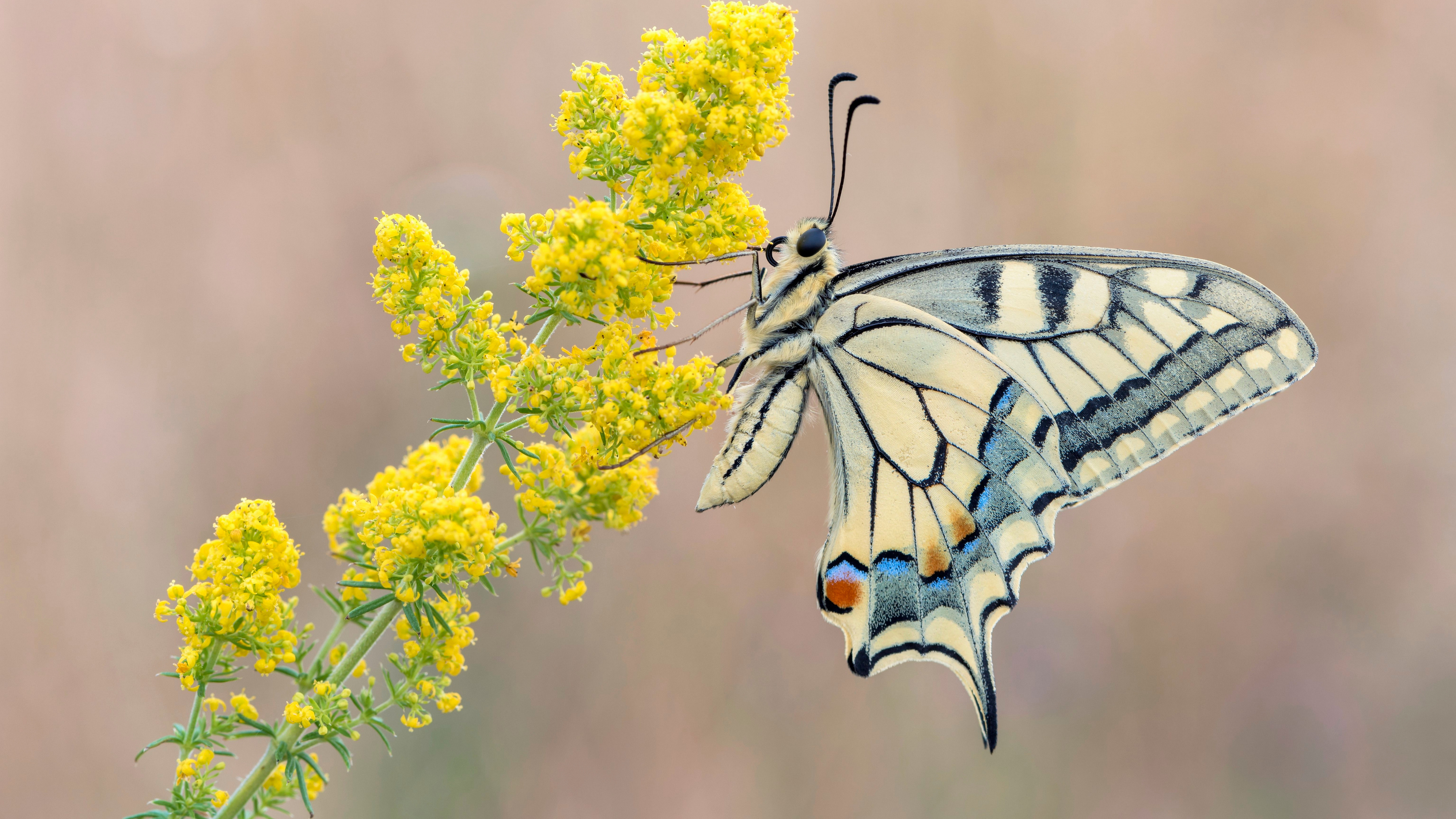 一只燕尾蝶坐在一朵黄色的花朵上。