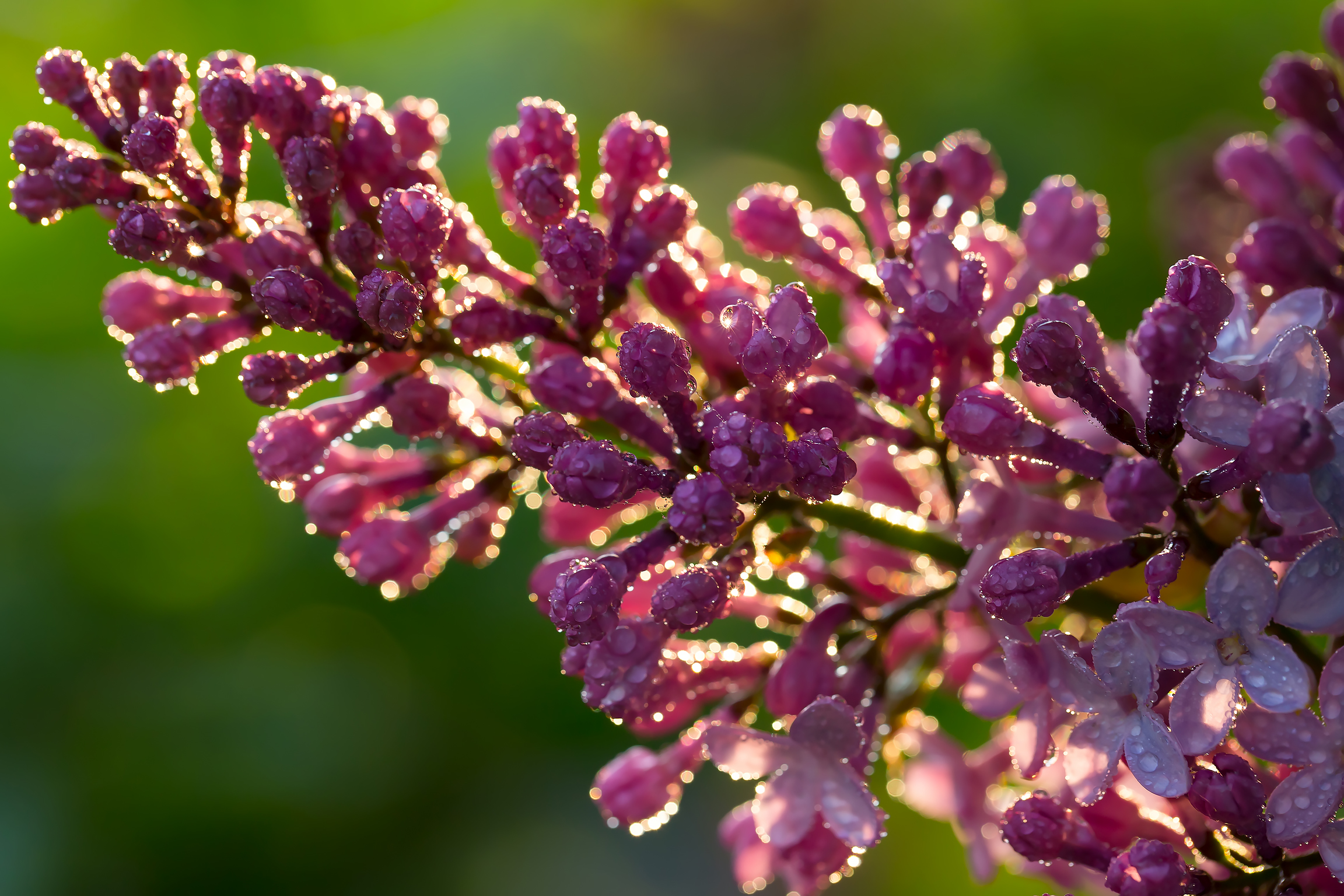 Free photo Buds of lilac in raindrops