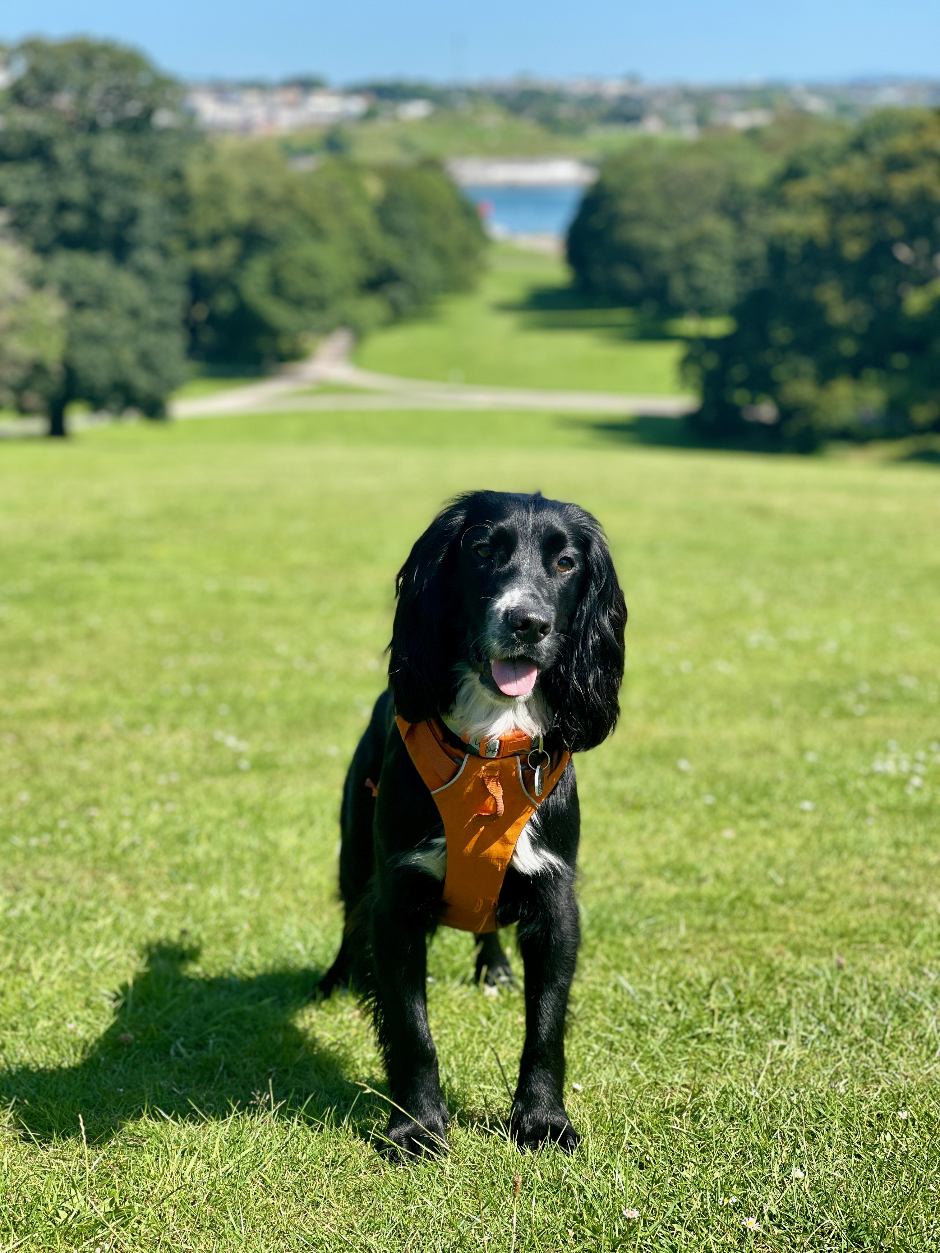 Free photo Black dog with long ears