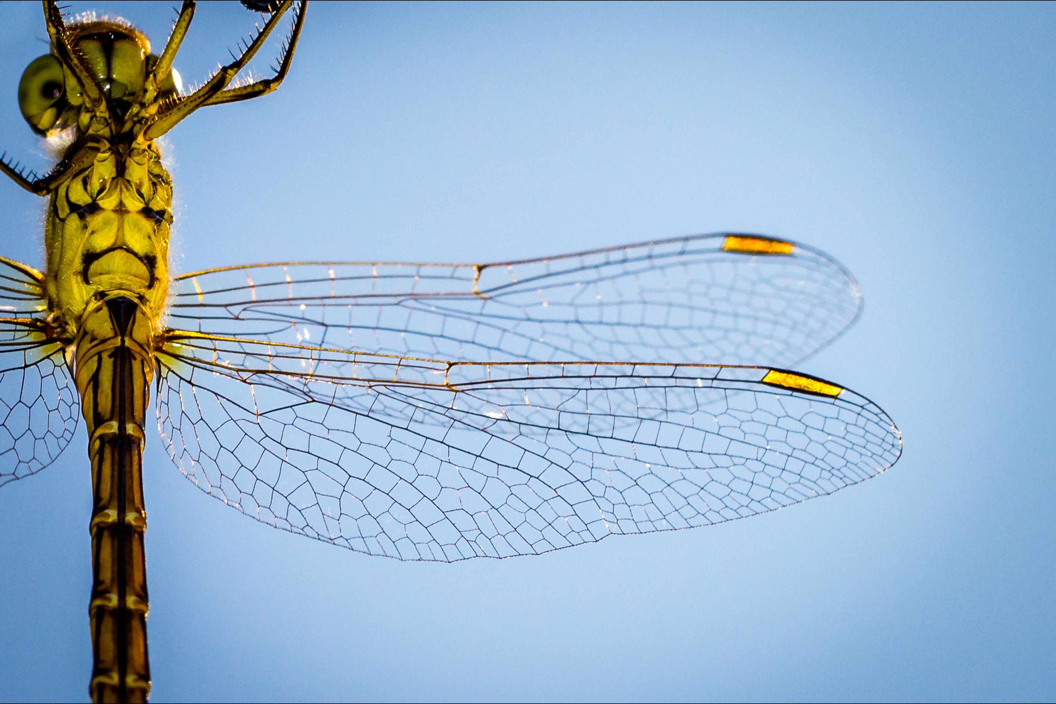 蜻蜓翅膀的结构特写