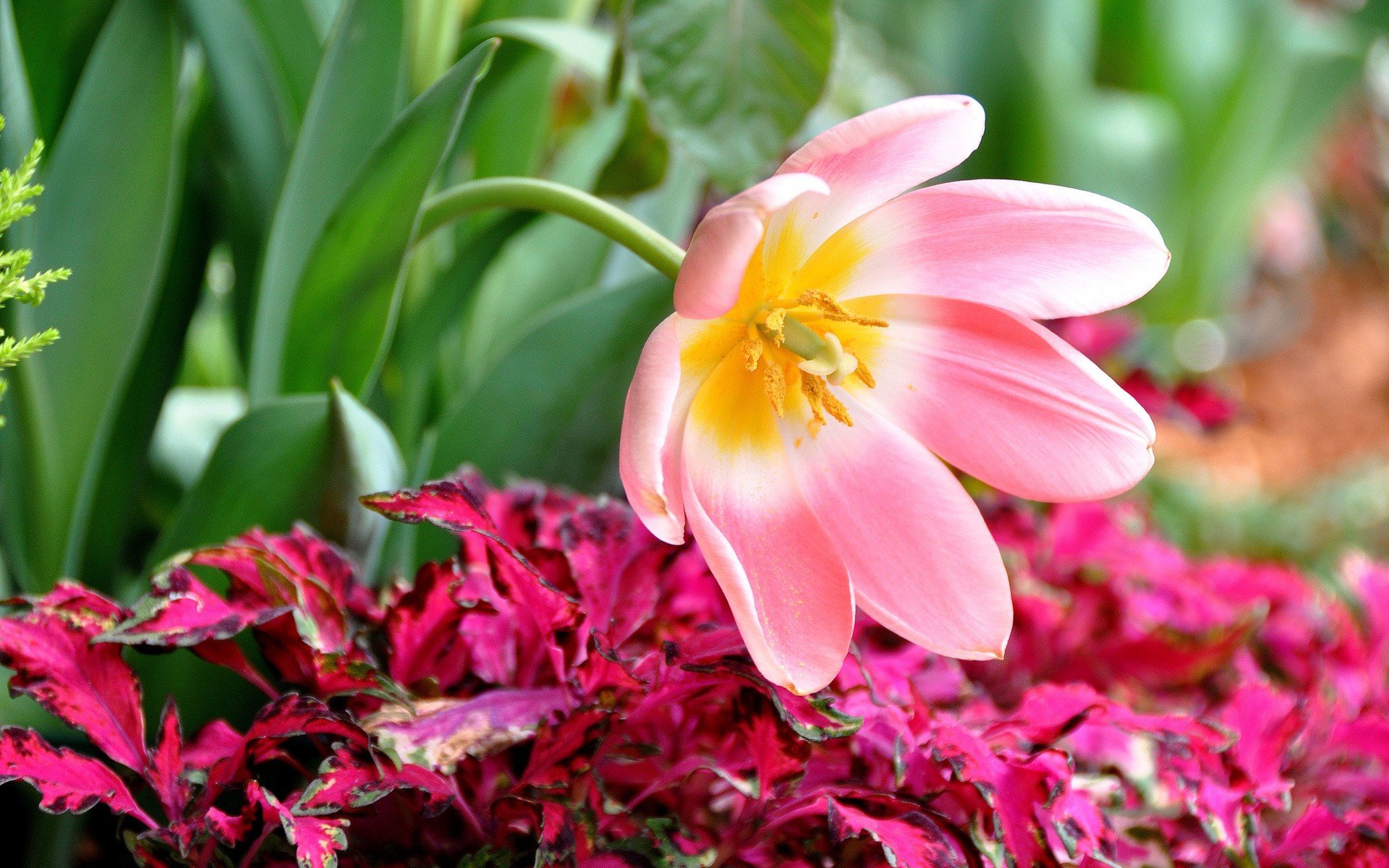 Wallpapers the opened Tulip flower garden on the desktop