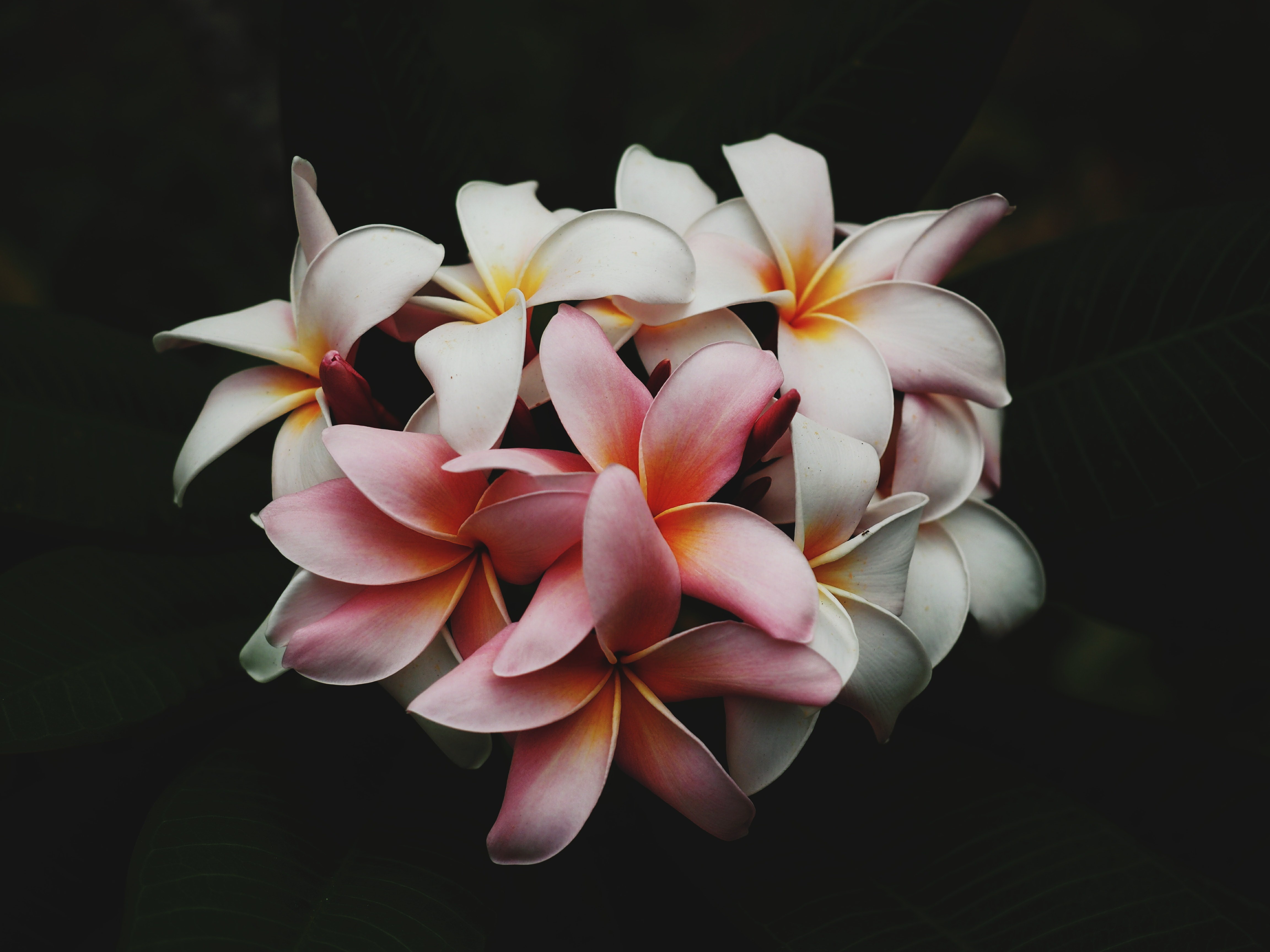 Free photo Flowers with delicate petals.