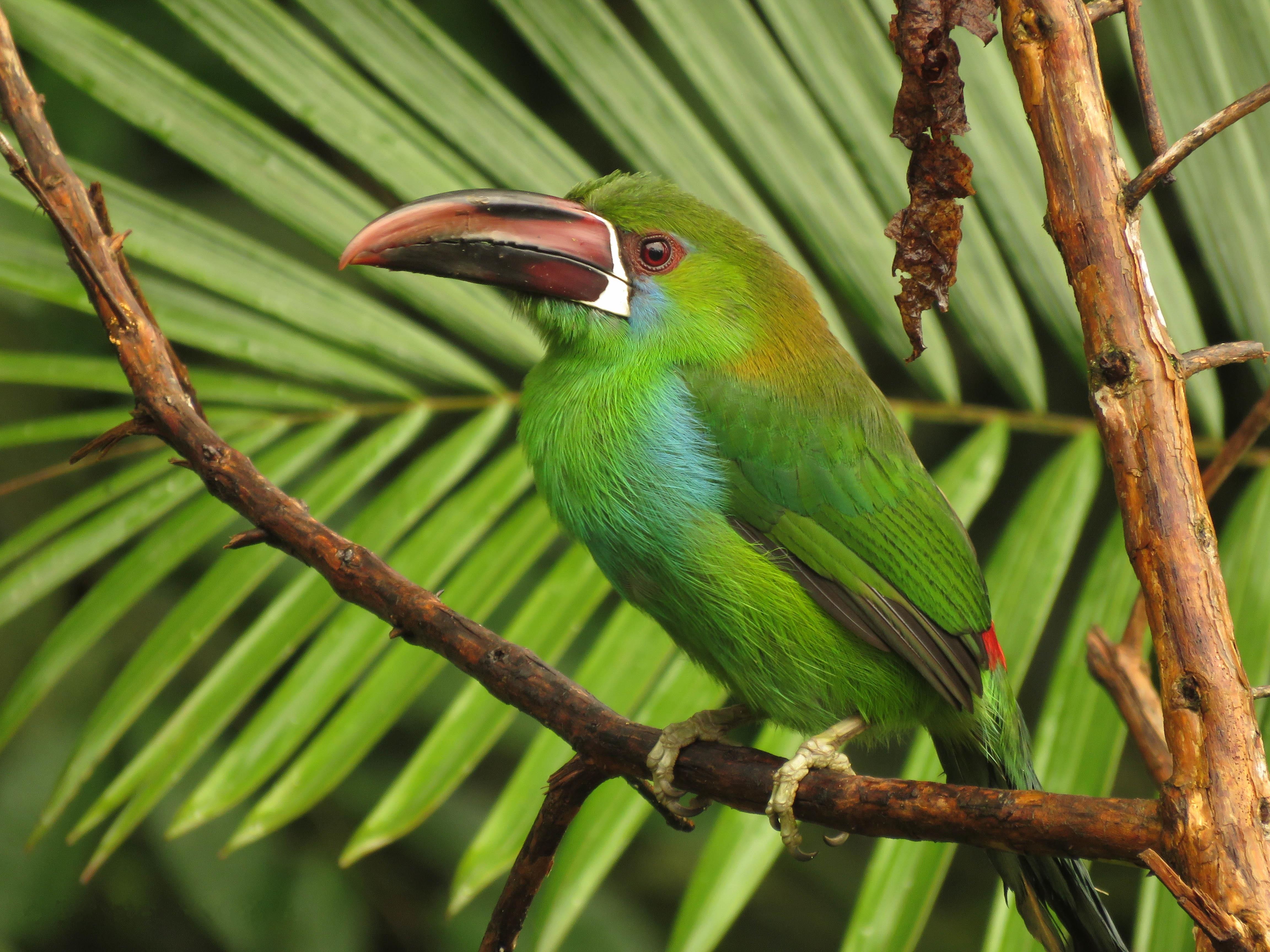 Free photo Photos of emerald will toucanet, bird on branch watch free