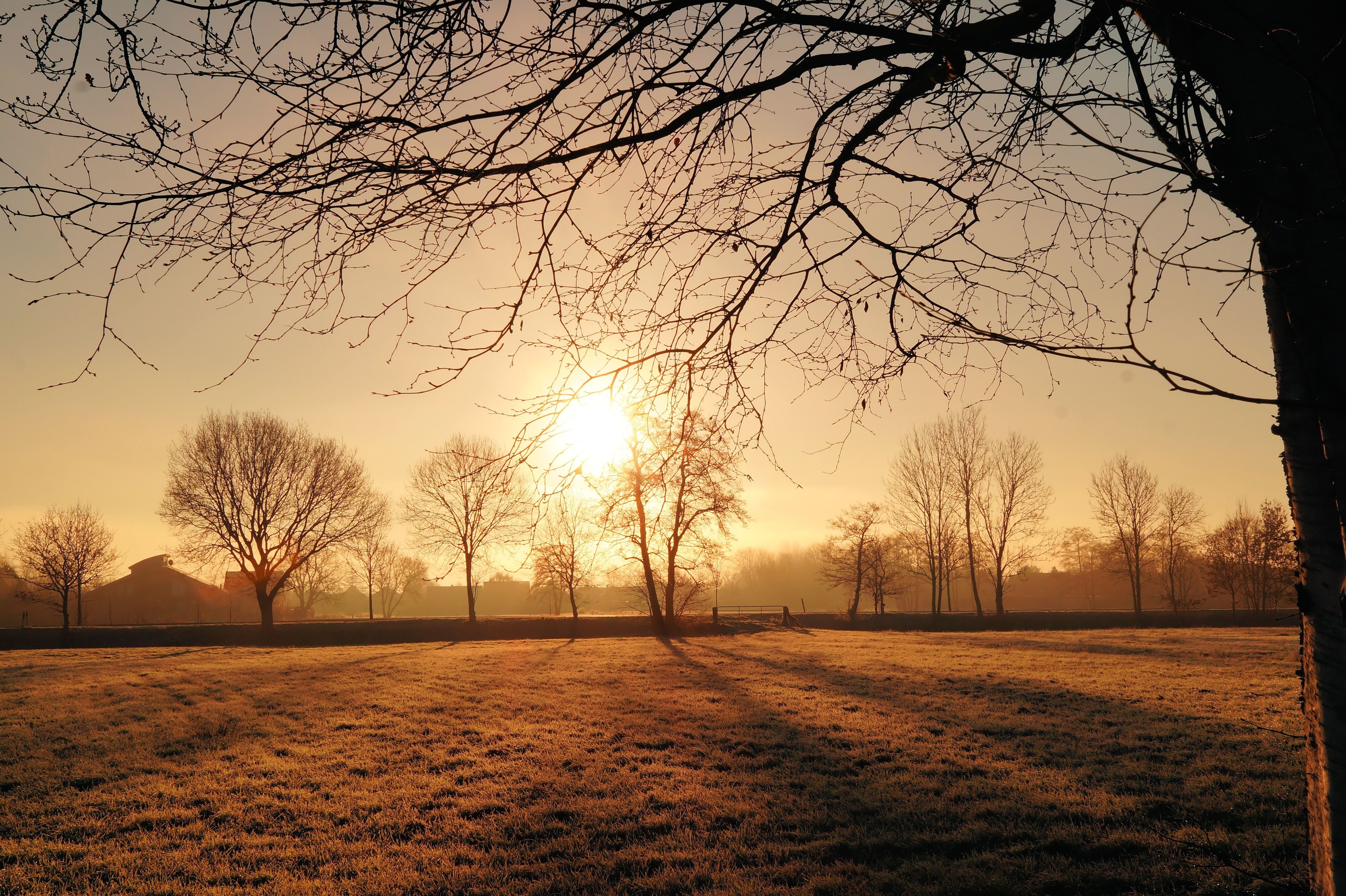 Free photo Sunny evening in the meadow