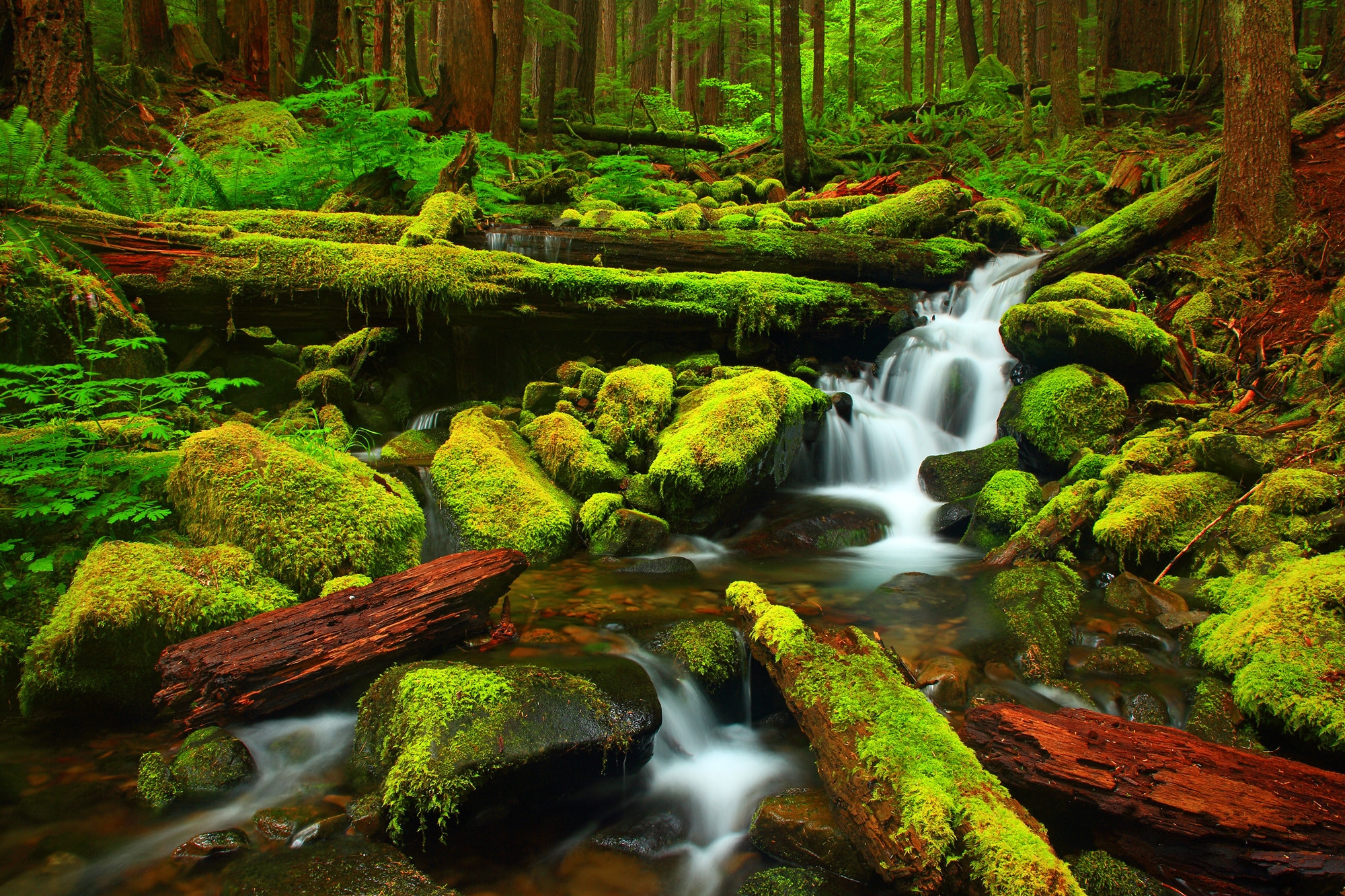 Обои Mossy Creek Olympic National Park Washington на рабочий стол