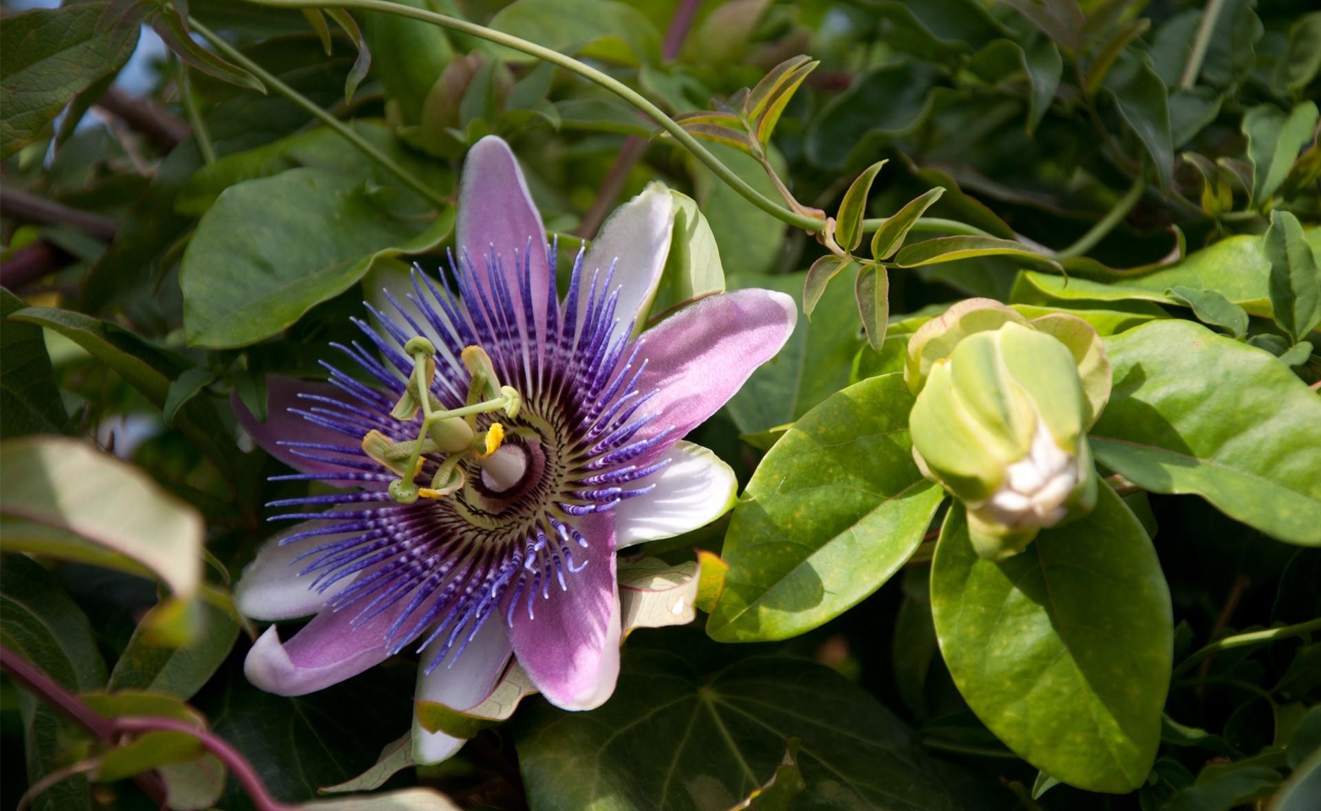 Wallpapers passionflower flowering green on the desktop