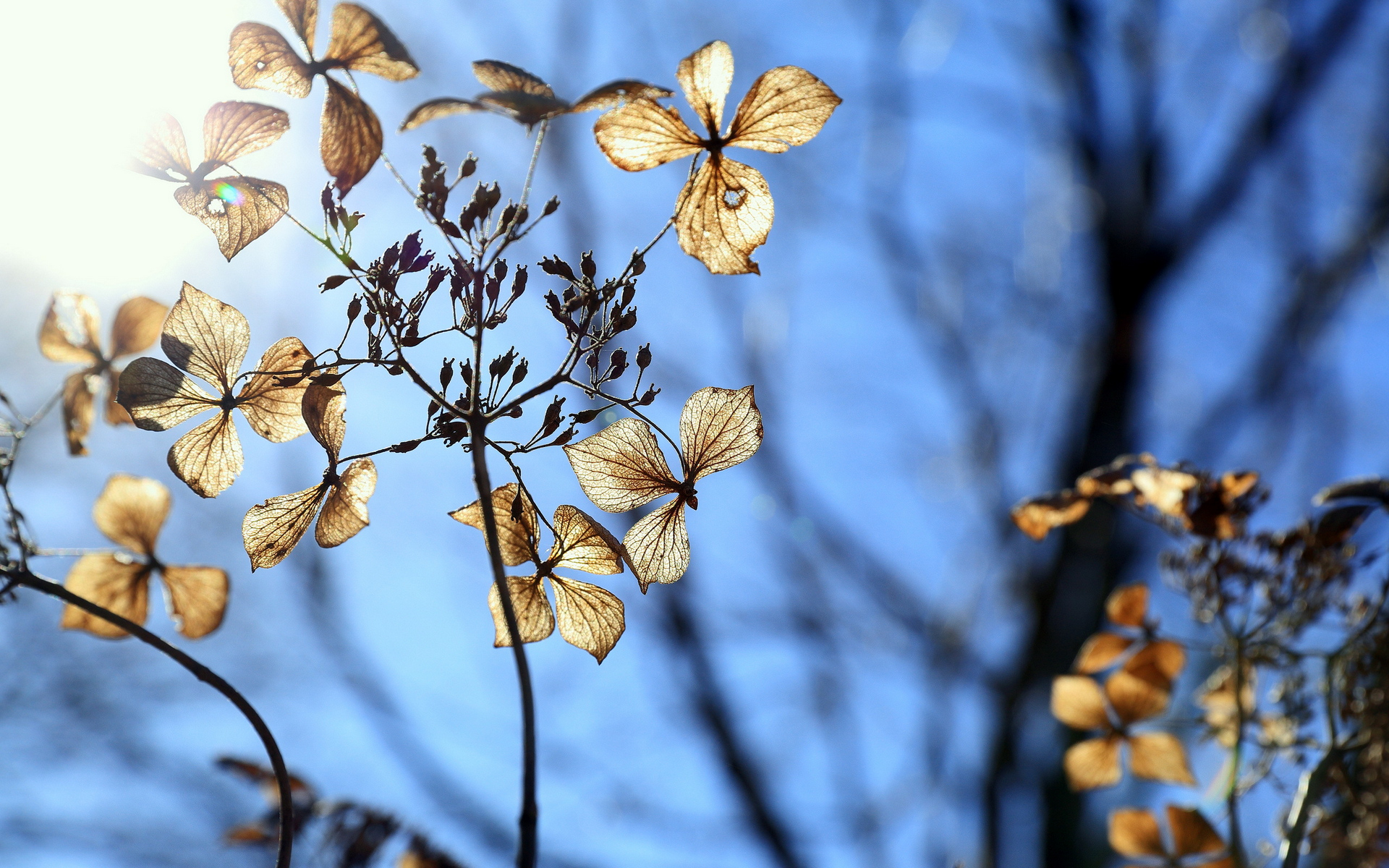 Wallpapers leaves branches sun on the desktop