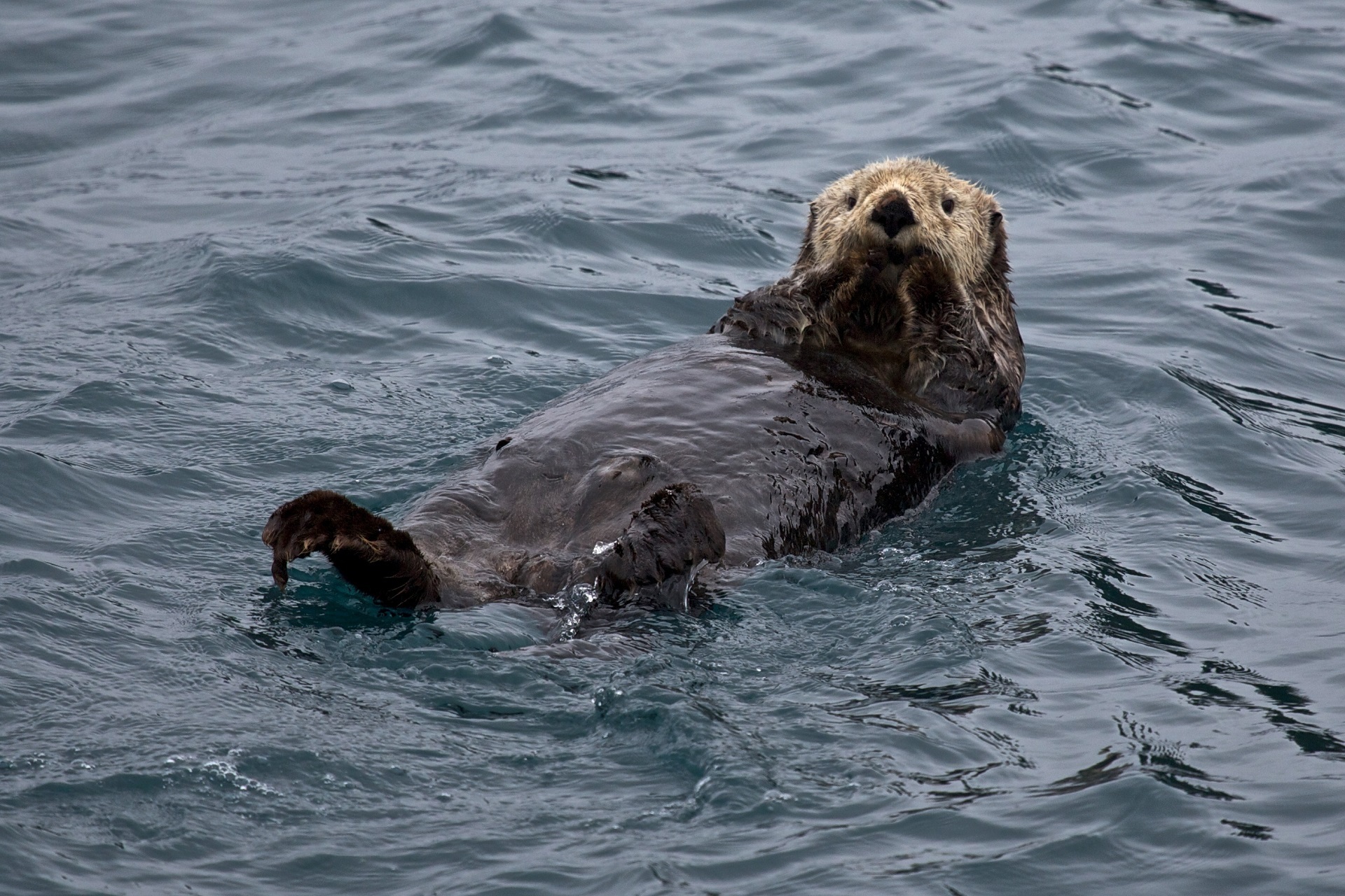 Wallpapers harbor seal swim mustelidae on the desktop