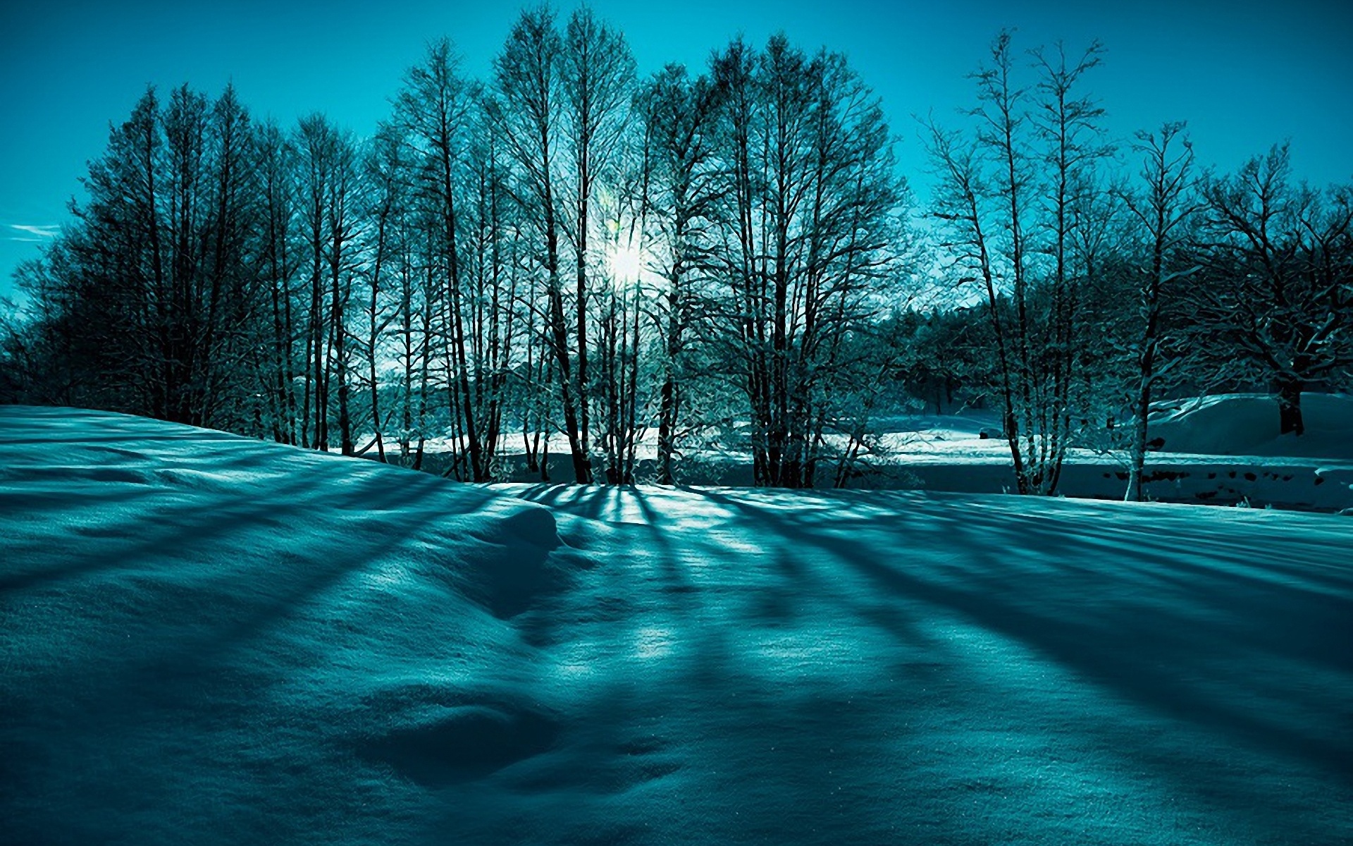 阳光穿过冬天的树枝