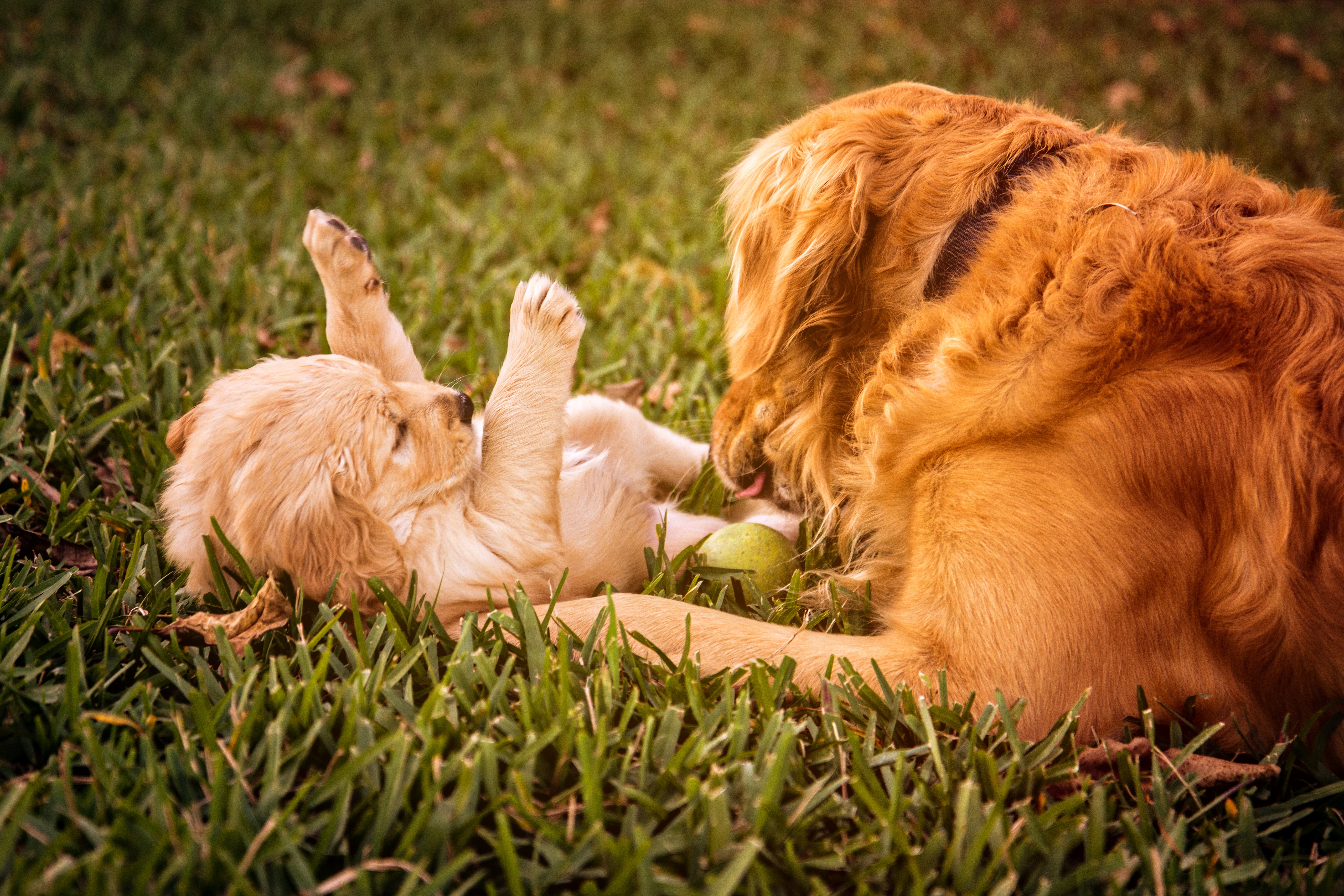 Wallpapers doggy autumn brown on the desktop