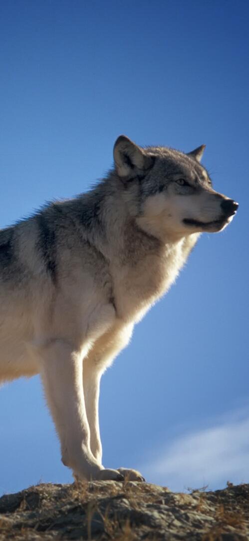 Обои природа небо собака на рабочий стол