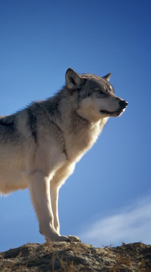 Обои природа небо собака на рабочий стол